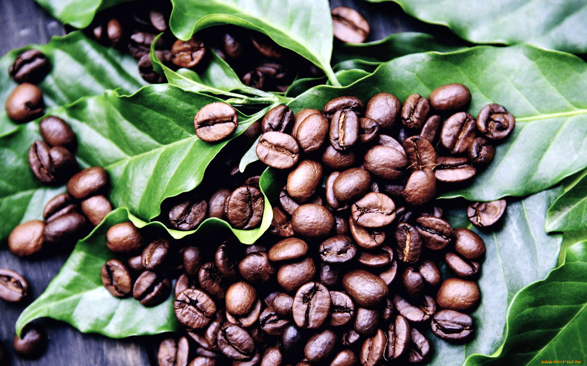 еда, кофе, , кофейные, зёрна, листья, зерна, кофейные