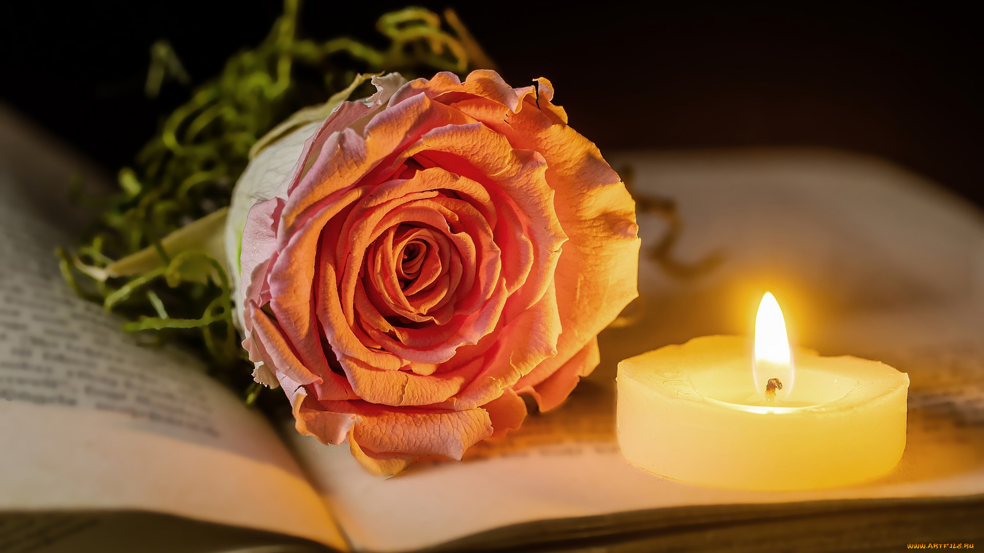 цветы, розы, книга, бутон, роза, свеча
