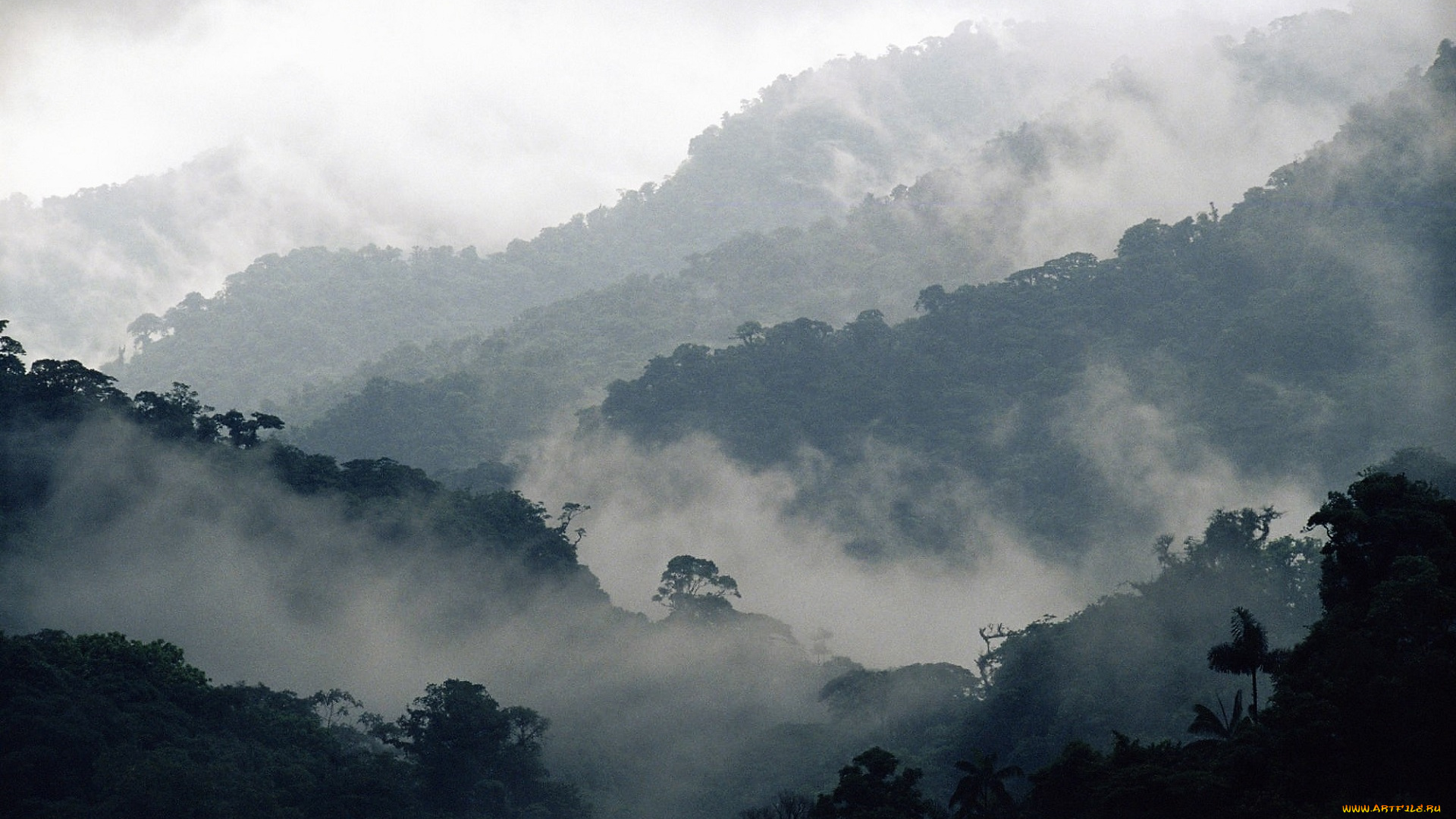 природа, горы, деревья, туман