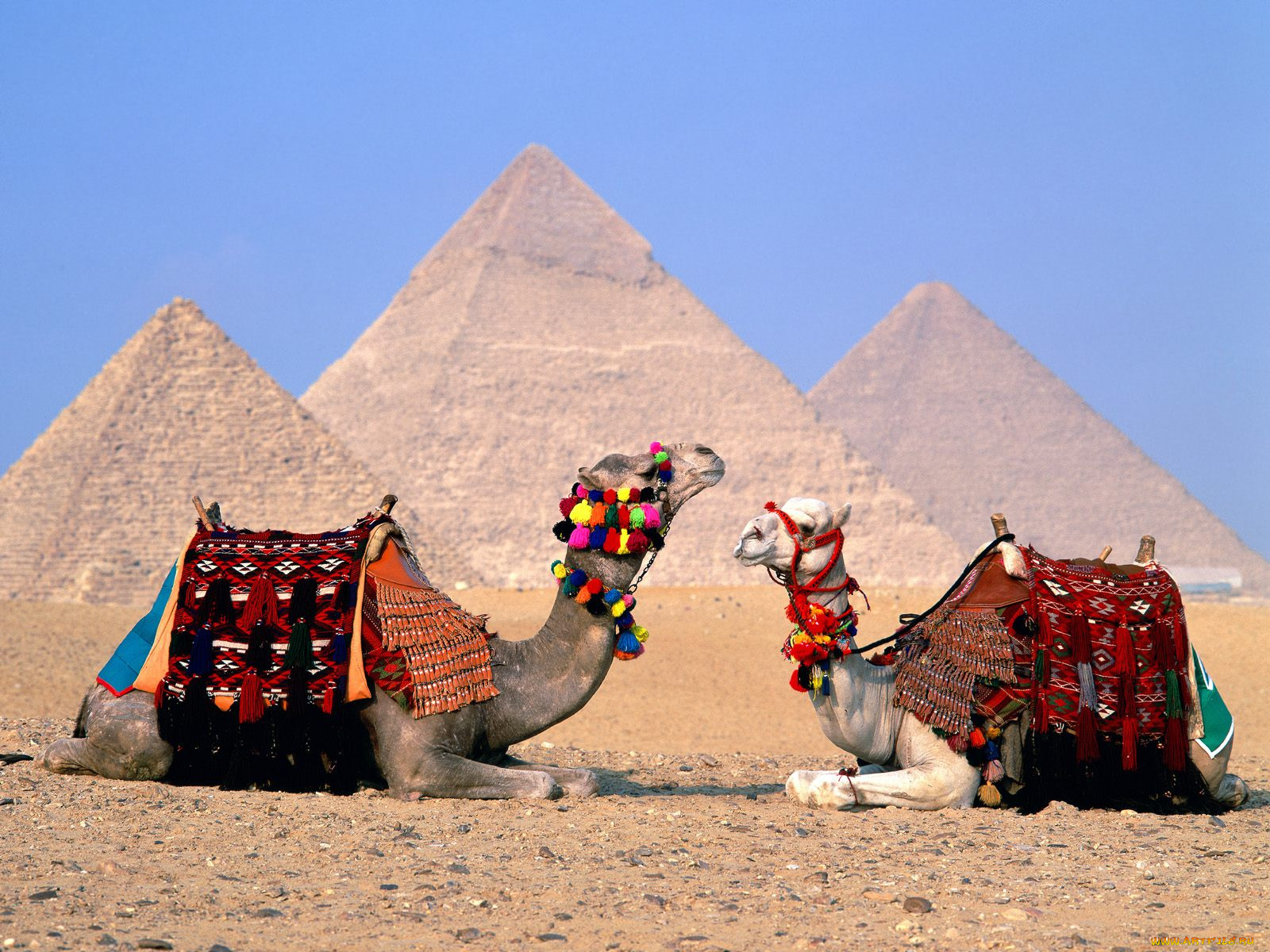 parking, lot, camels, giza, egypt, животные, верблюды