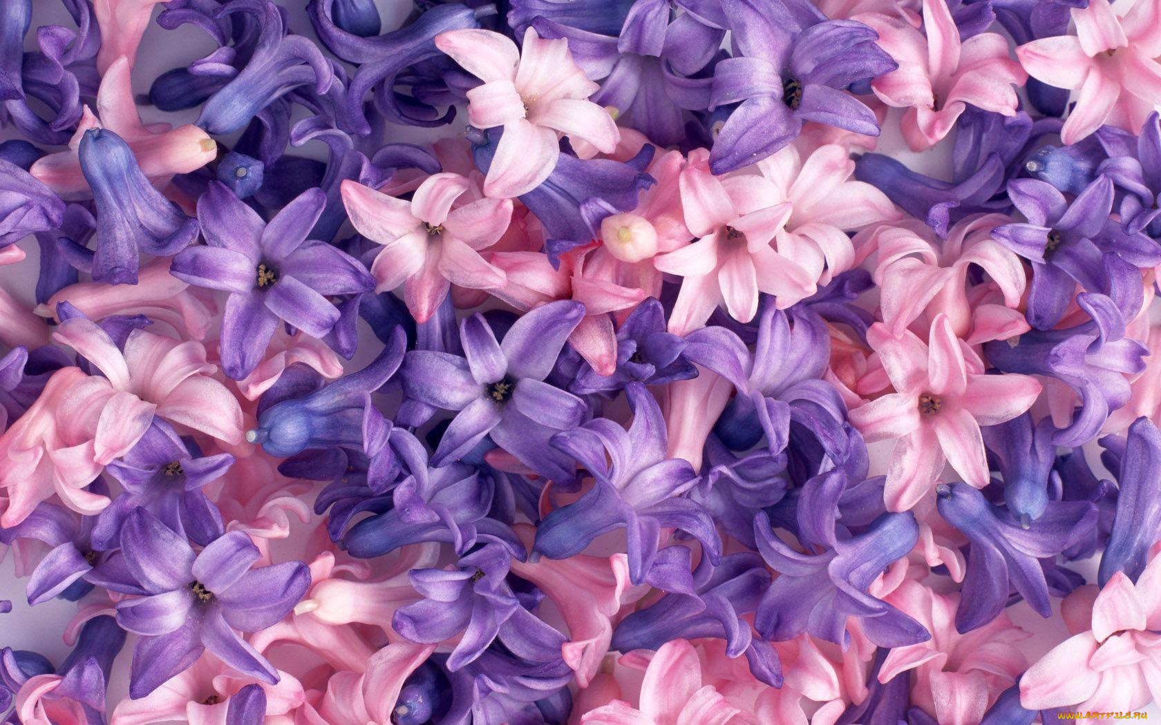 цветы, гиацинты