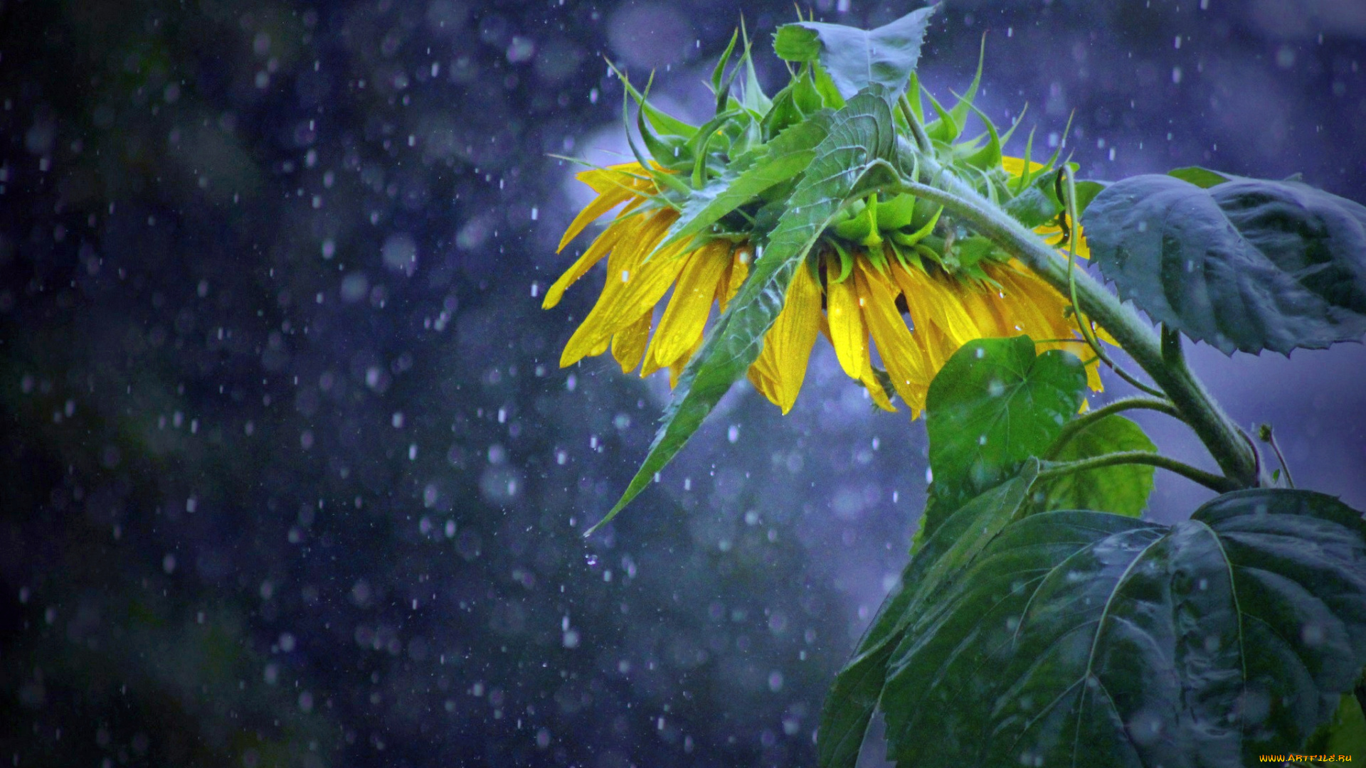 цветы, подсолнухи, подсолнух, дождь