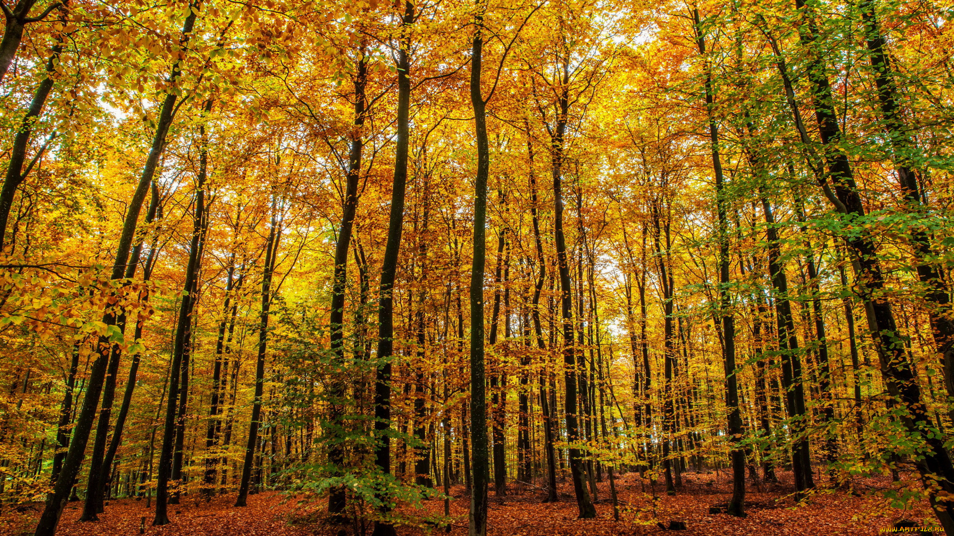 германия, клоттен, природа, лес, деревья, осень