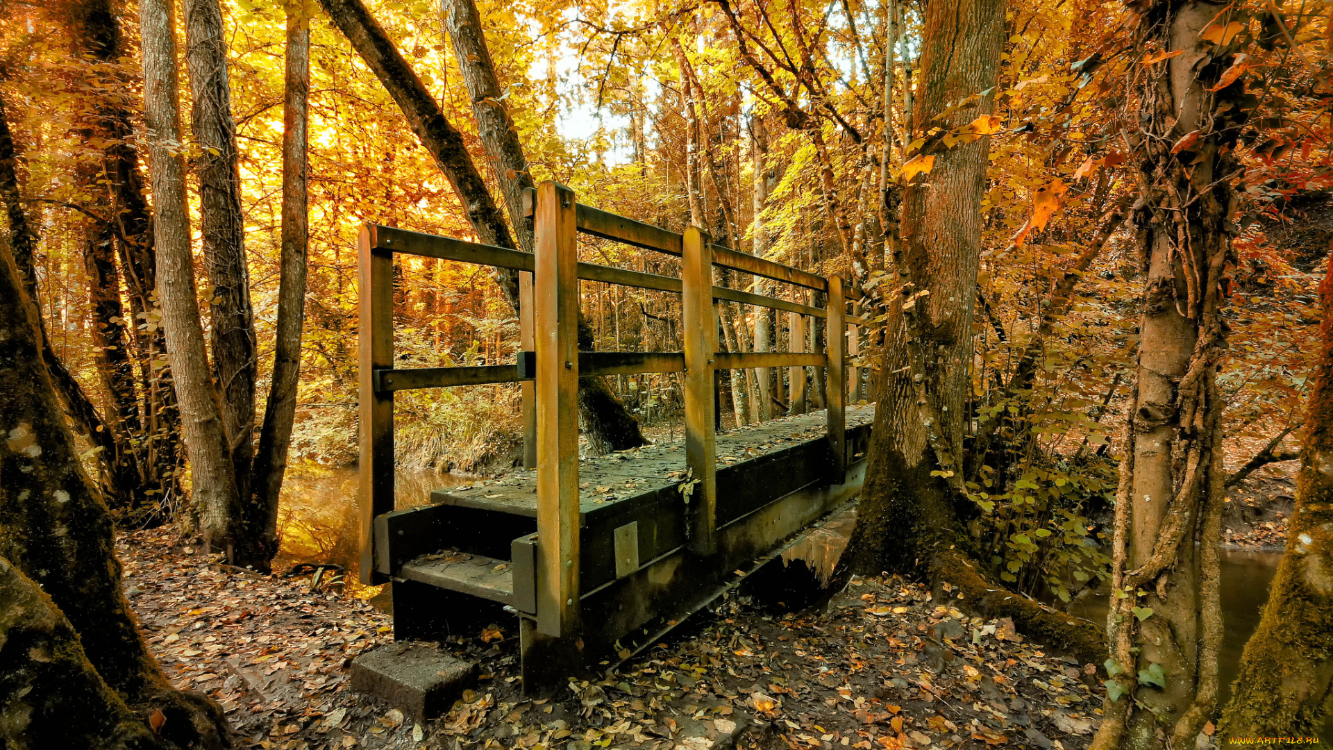 природа, лес, осень, река, мостик