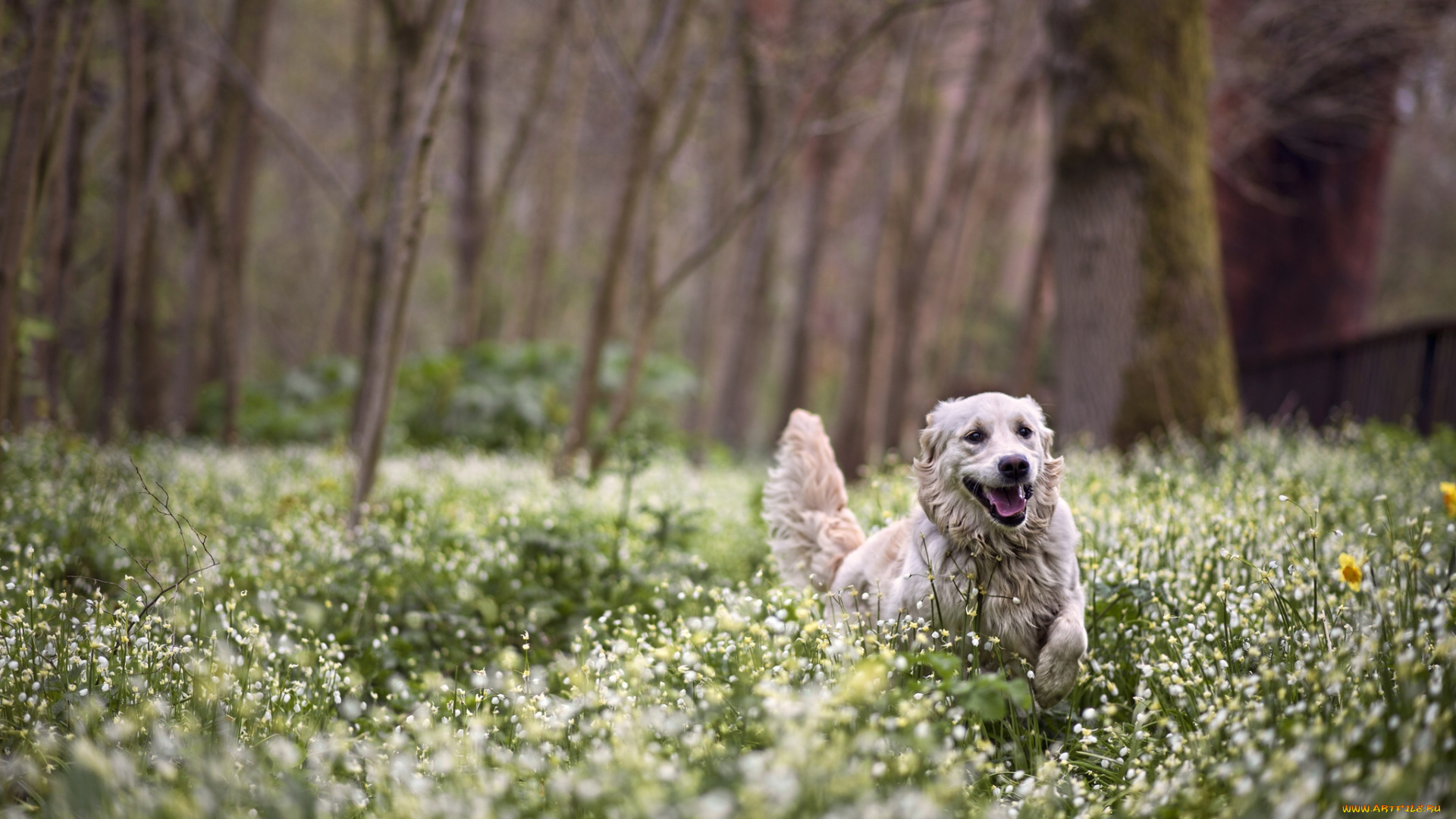 животные, собаки, лес, прогулка, радость, весна, цветы