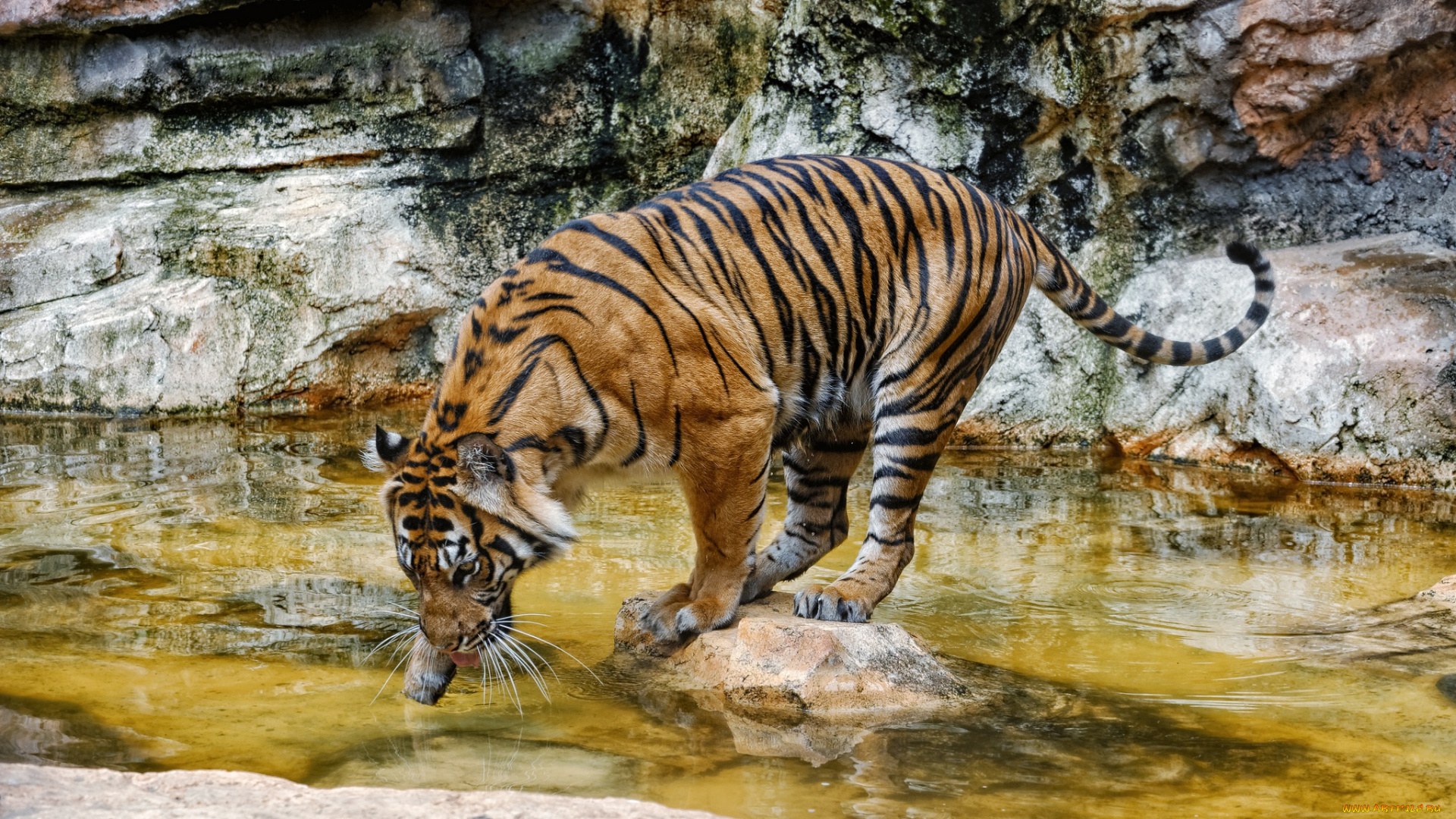 животные, тигры, тигр, водоем, купание, пробует, воду