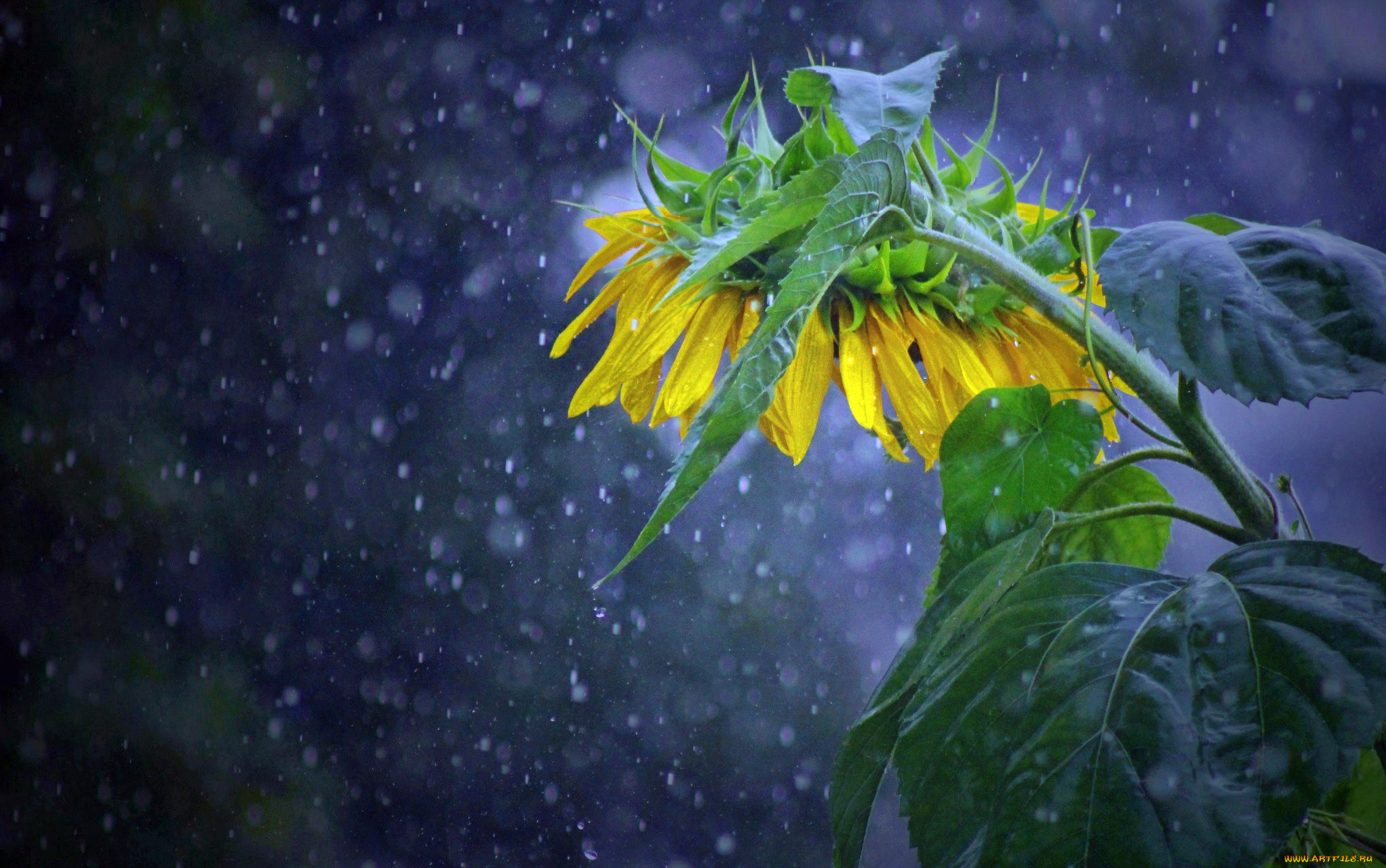 цветы, подсолнухи, подсолнух, дождь
