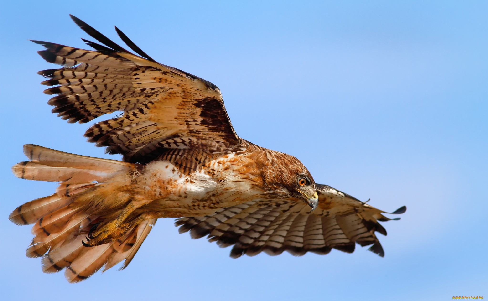 животные, птицы, хищники, орел, полет, крылья, размах