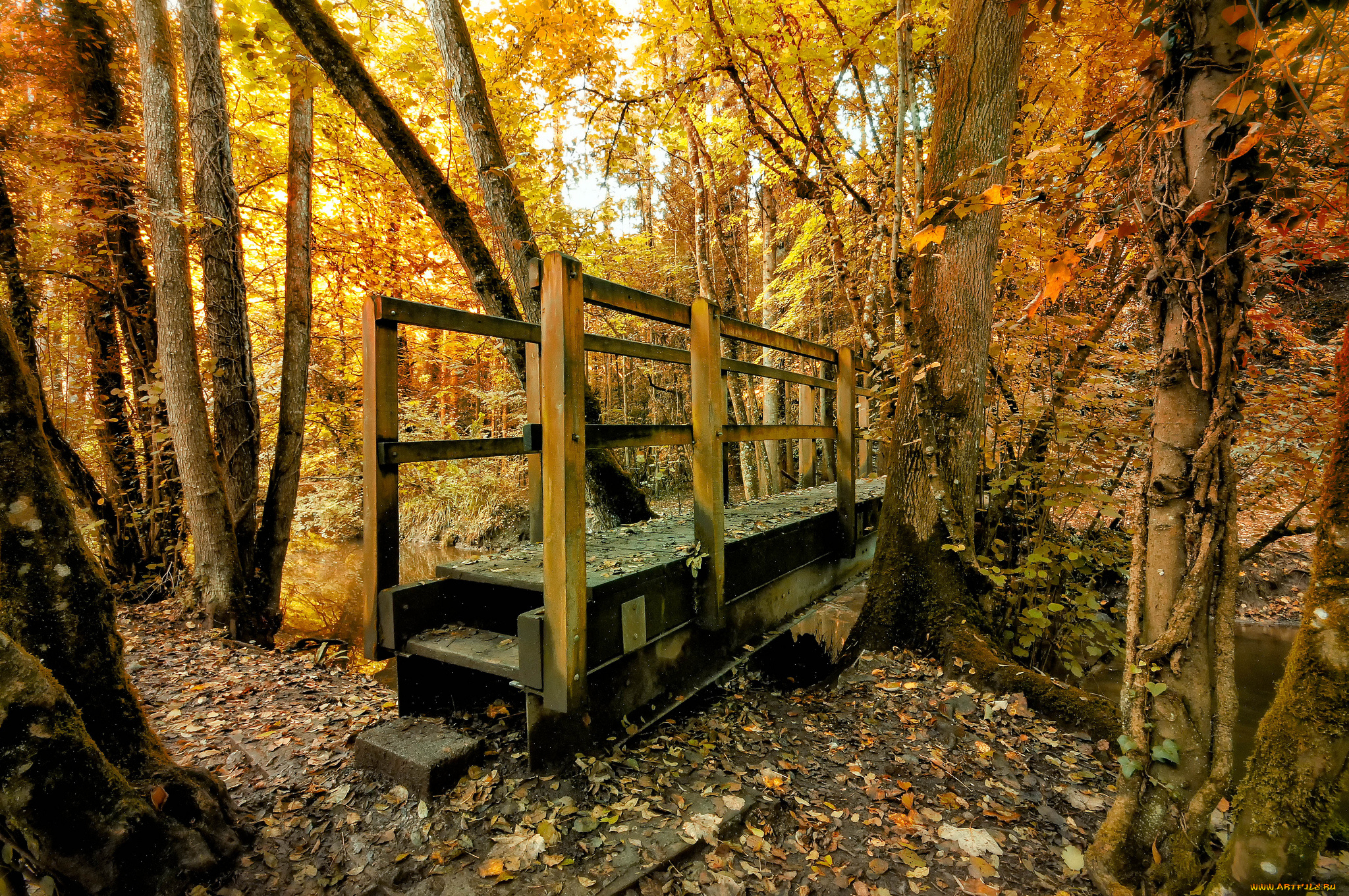 природа, лес, осень, река, мостик