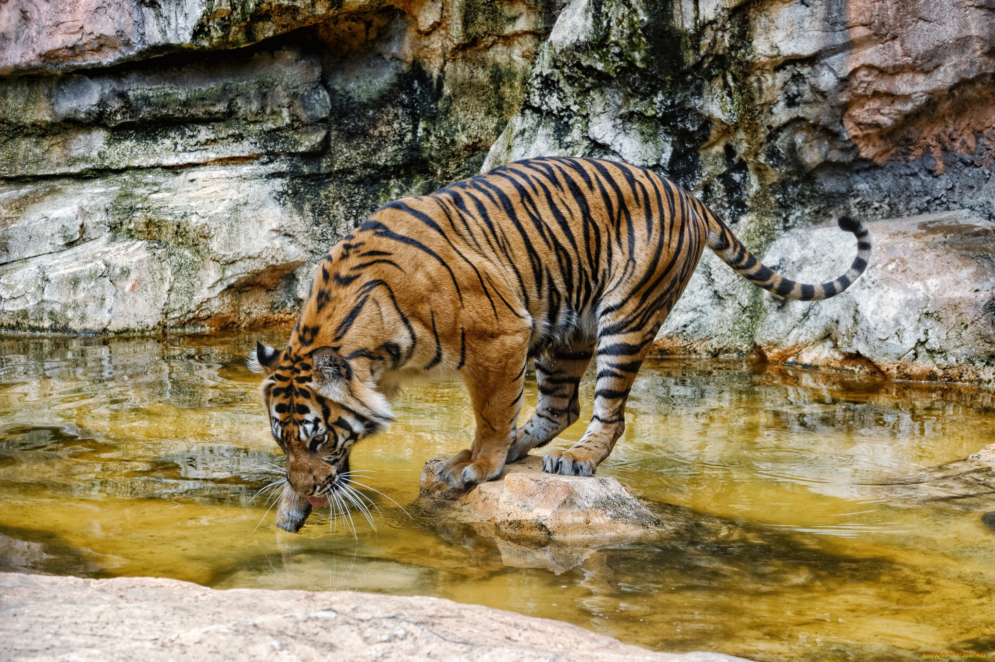 животные, тигры, тигр, водоем, купание, пробует, воду