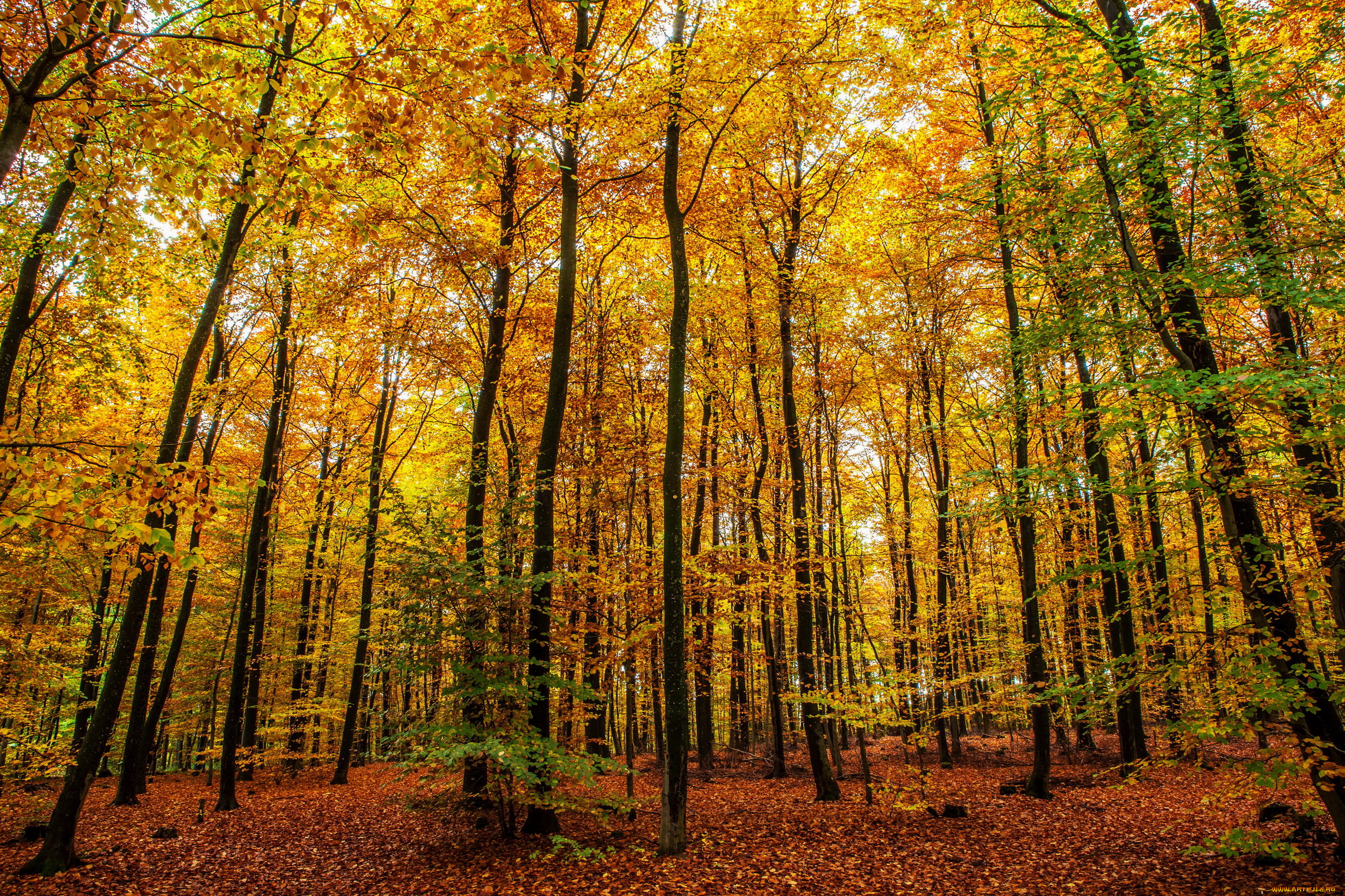 германия, клоттен, природа, лес, деревья, осень