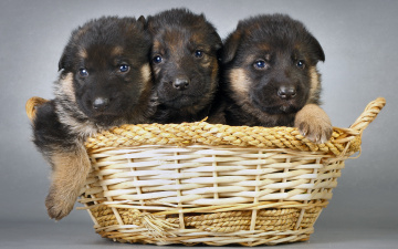 Картинка животные собаки трио щенки корзина