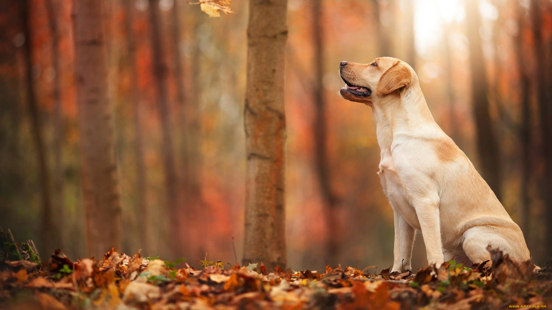 животные, собаки, лист, осень, лес, собака