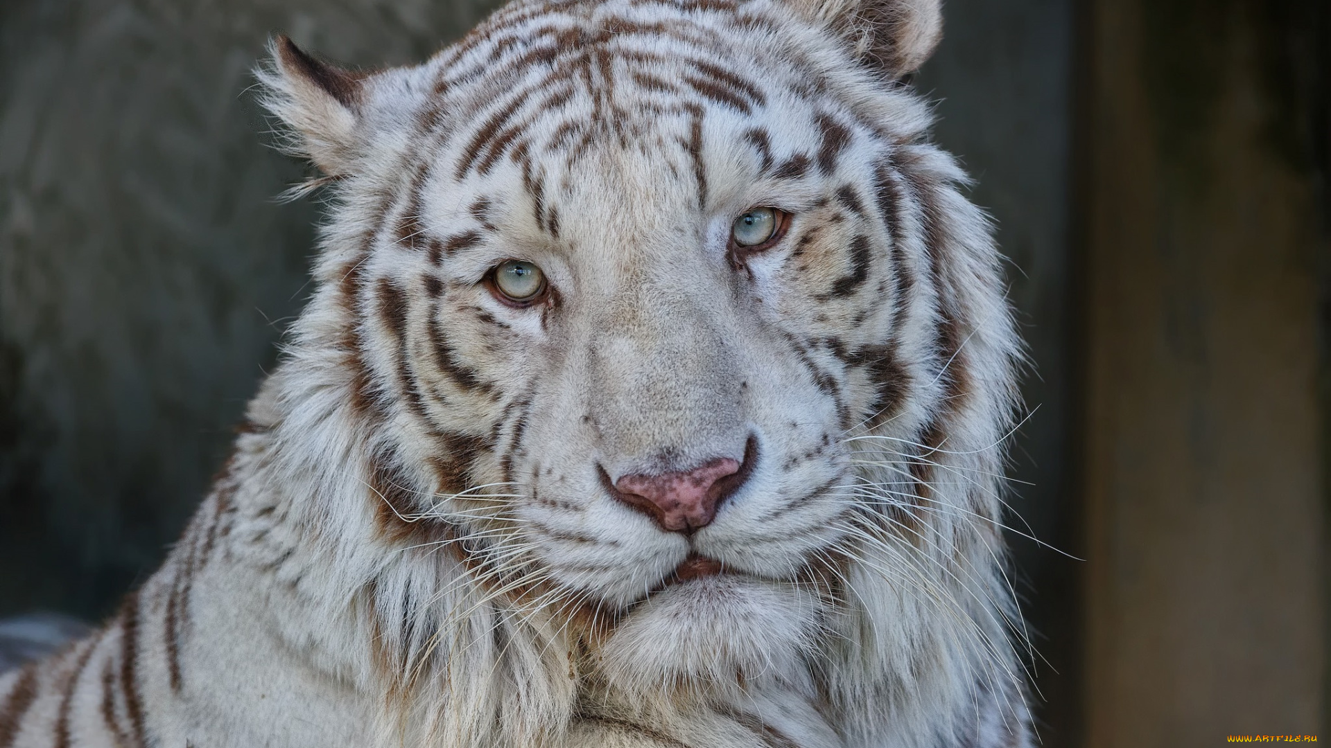животные, тигры, белый, кошка, морда, портрет