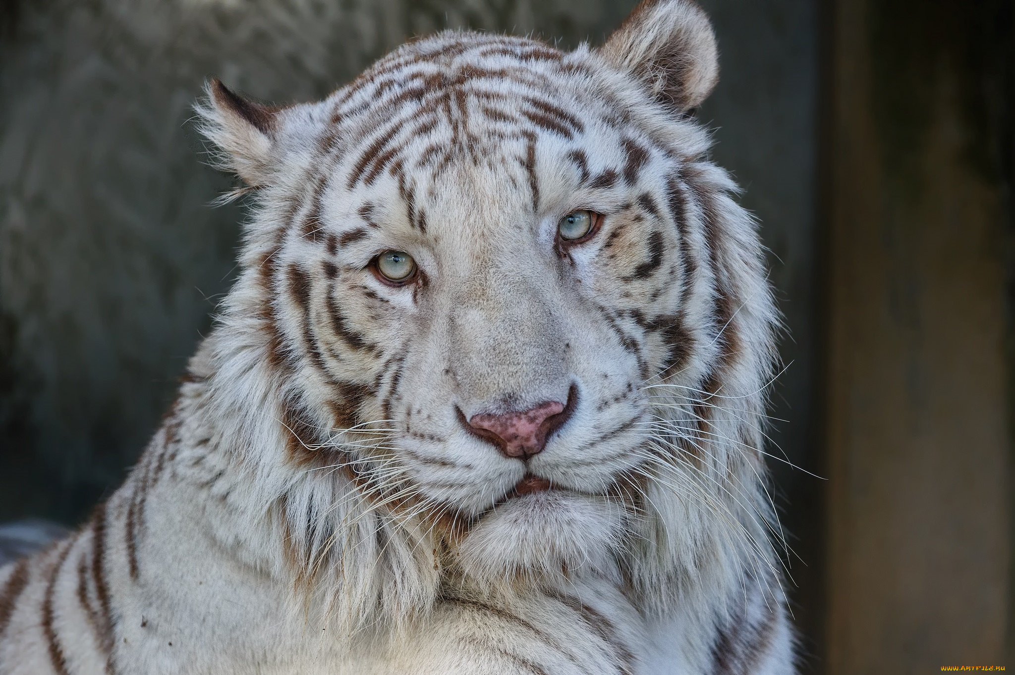 животные, тигры, белый, кошка, морда, портрет
