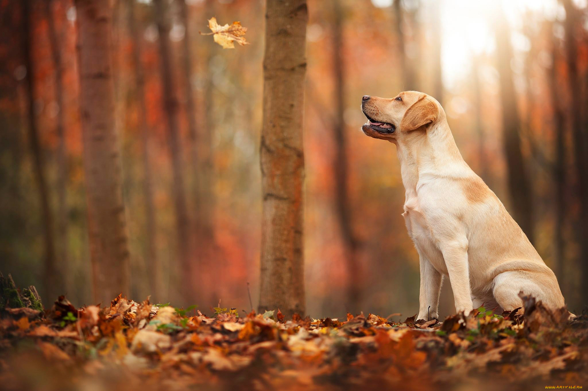 животные, собаки, лист, осень, лес, собака