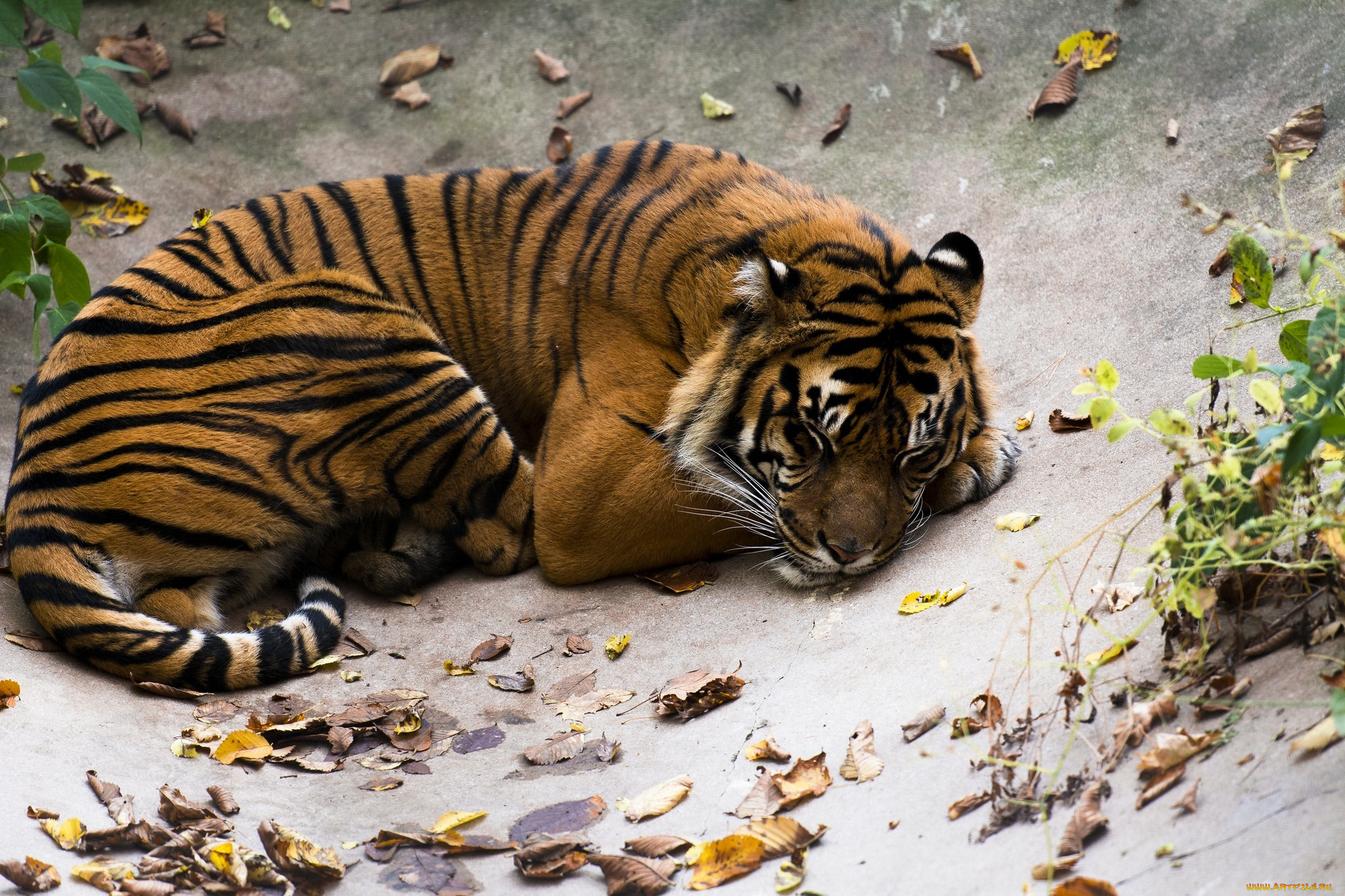 животные, тигры, кошка, хищник, полоски, лежит, отдых, сон, листья, листва