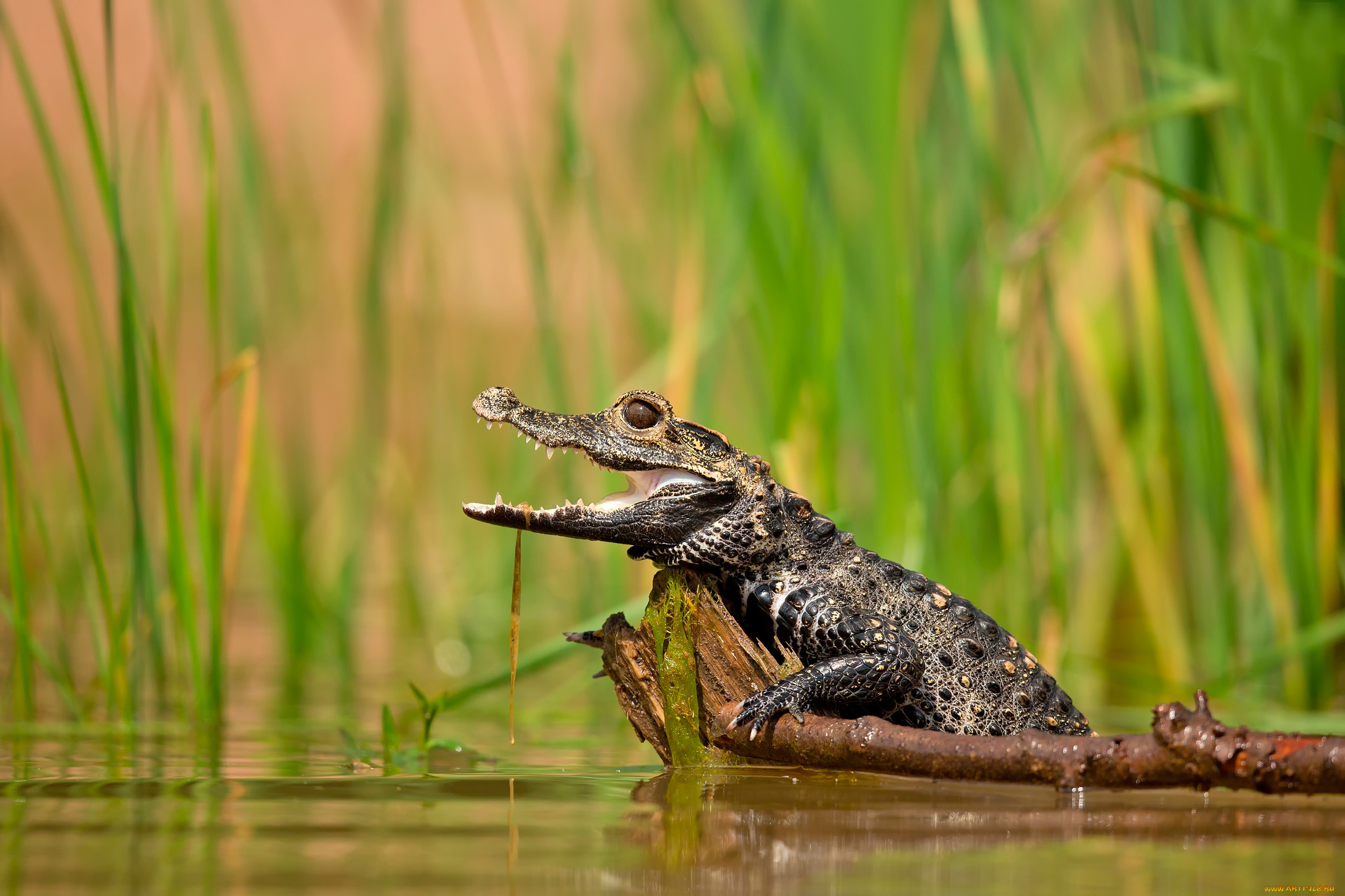 Крокодил в водоеме. Аллигатор, болото, крокодил. Крокодил и крокодильчики. Карликовый крокодил. Нильский Кайман.