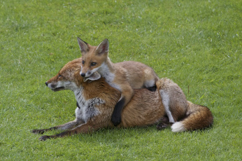 Картинка животные лисы лисенок мама