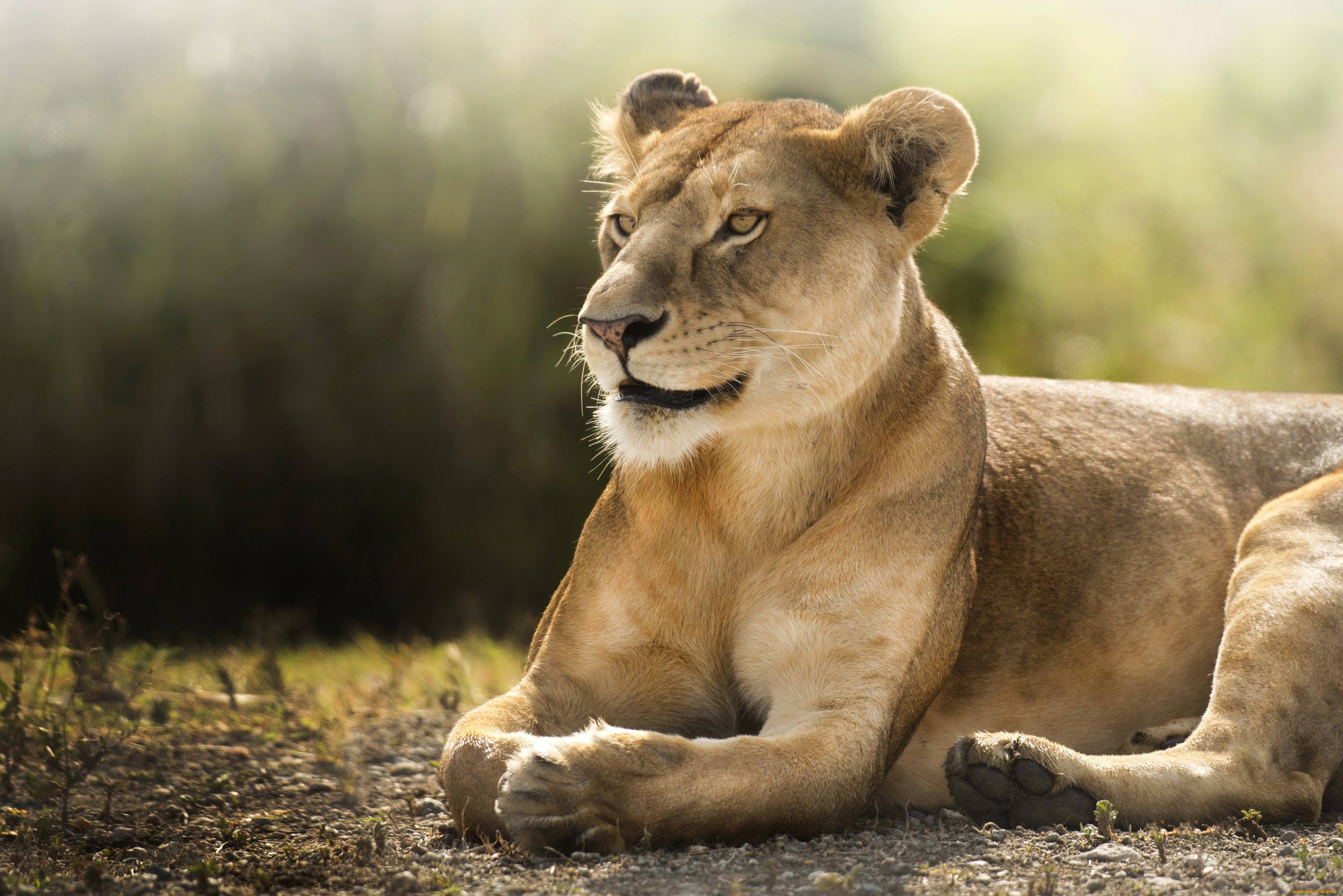 природа животные львица nature animals the lioness без смс