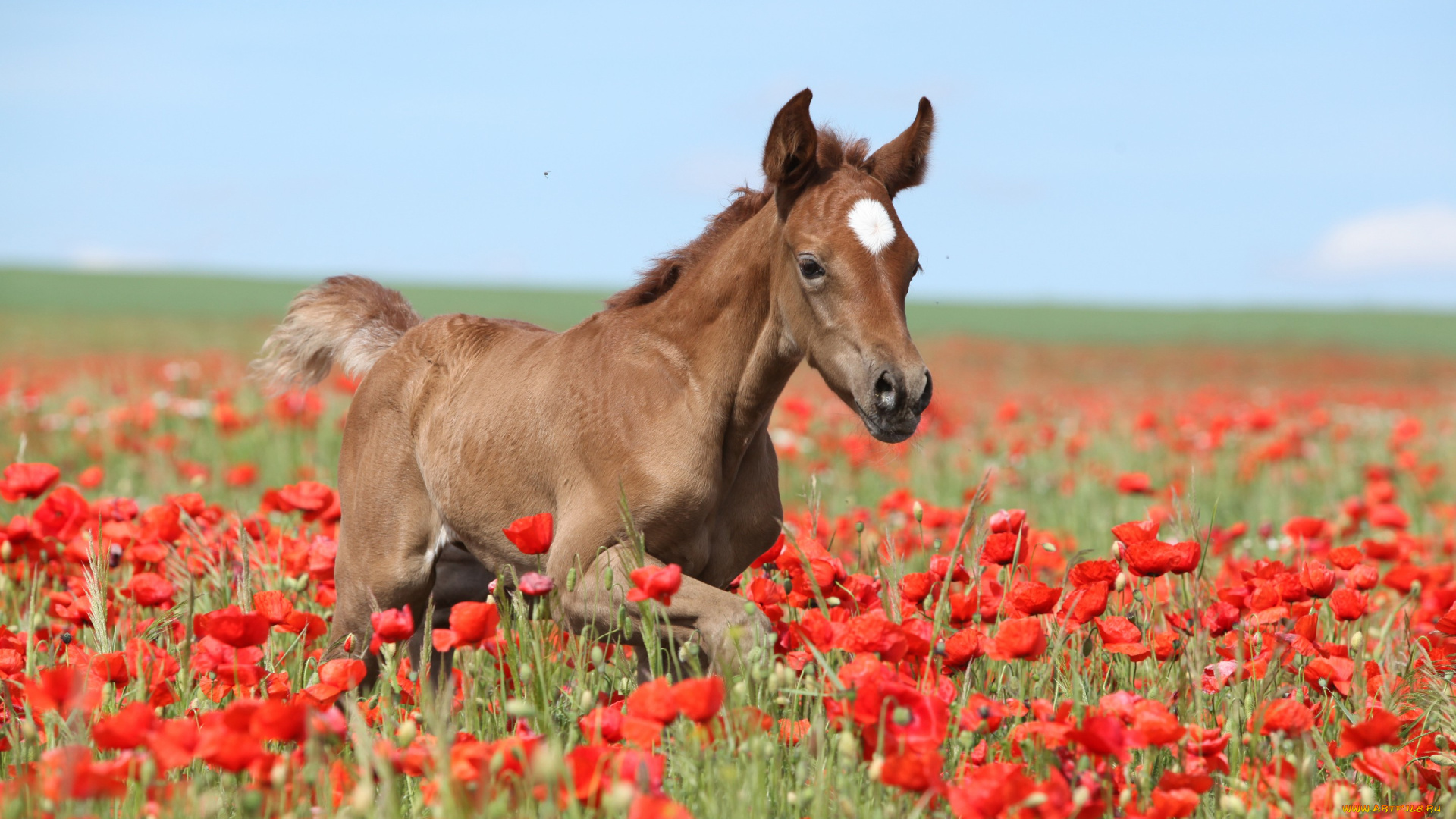 животные, лошади, лето, небо, цветы, маки, поле, коричневый, жеребенок, лошадь