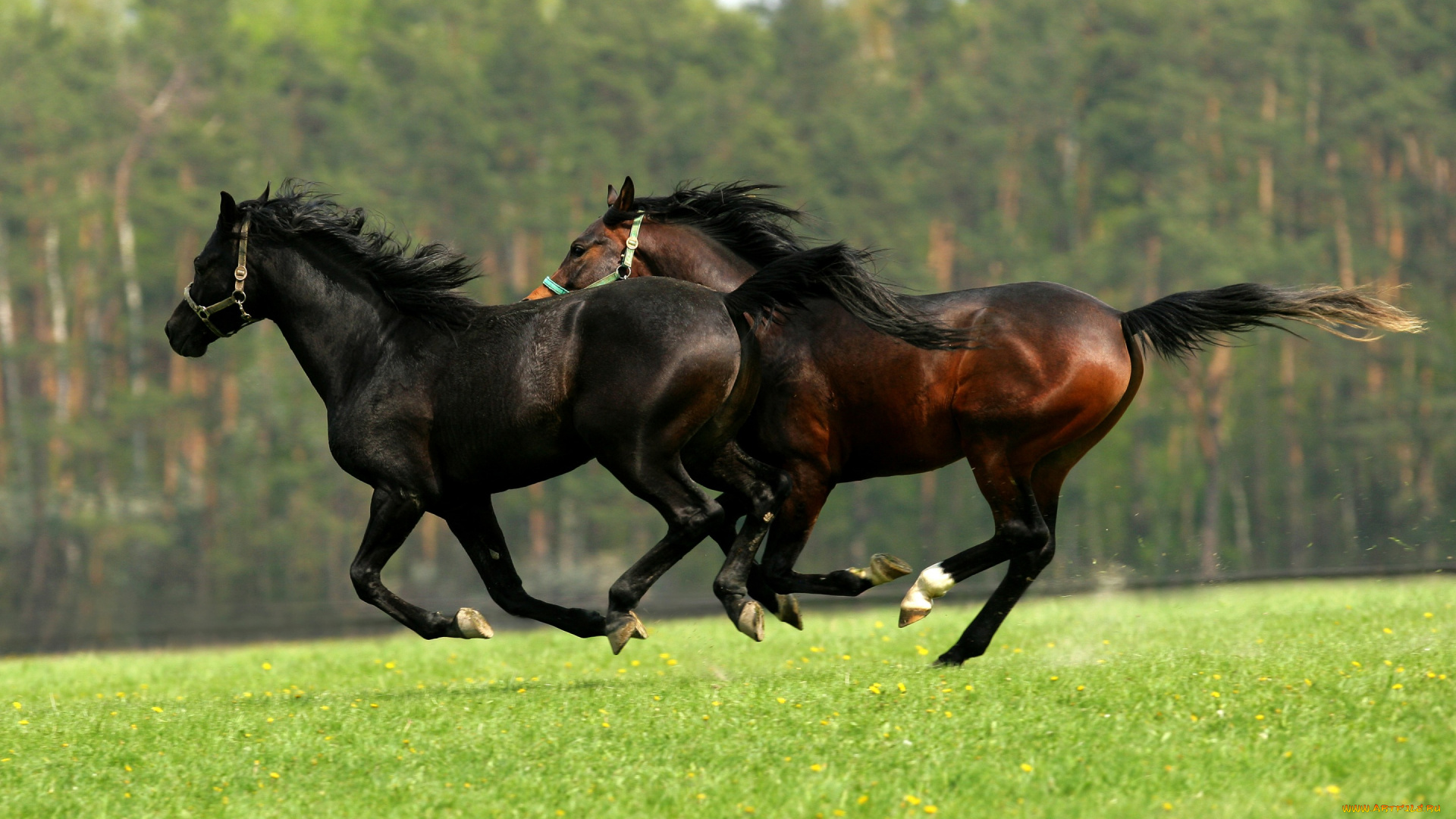животные, лошади, пара, двое, скачут, поле, лес, зелень, лето, кони, два