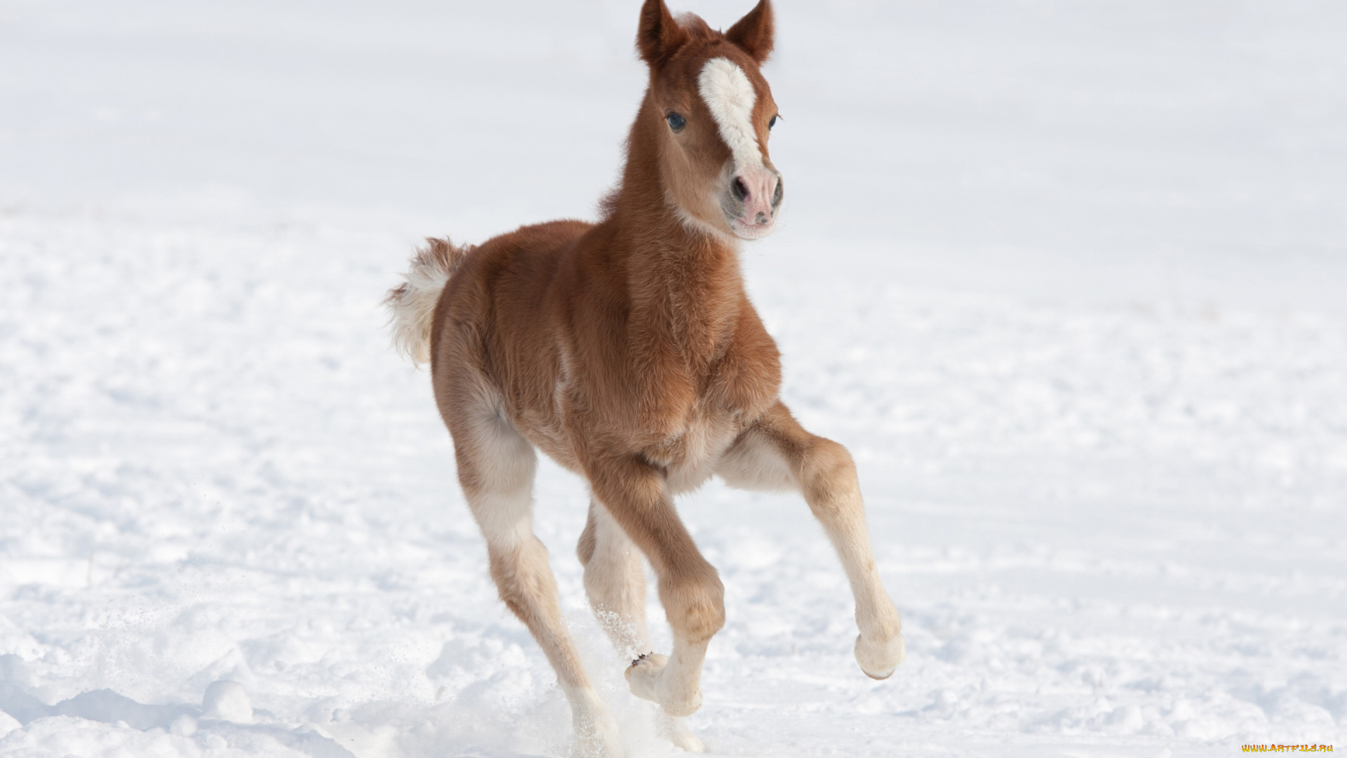 животные, лошади, поле, снег, зима, коричневый, жеребенок, лошадь