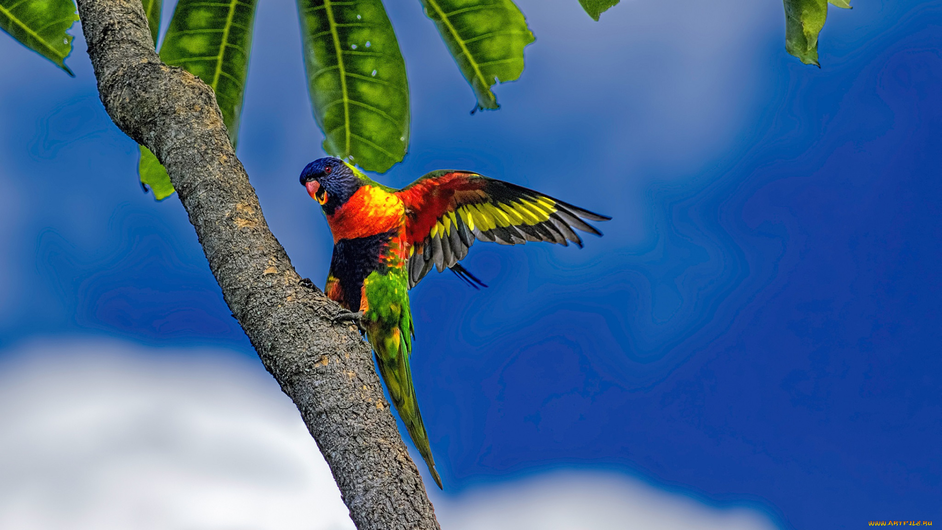 животные, попугаи, попугай, многоцветный, лорикет, пальма, листья, небо, голубое, облака, тропики
