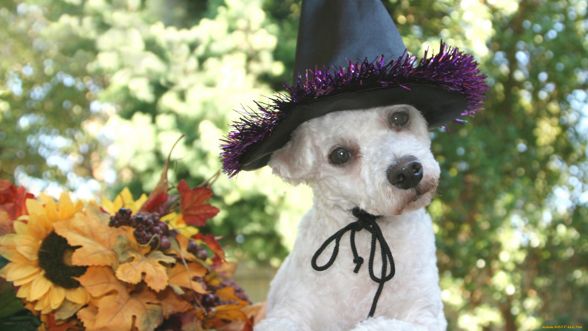 животные, собаки, хэллоуин, белая, собачка, собака, листья, осень, черная, шляпа