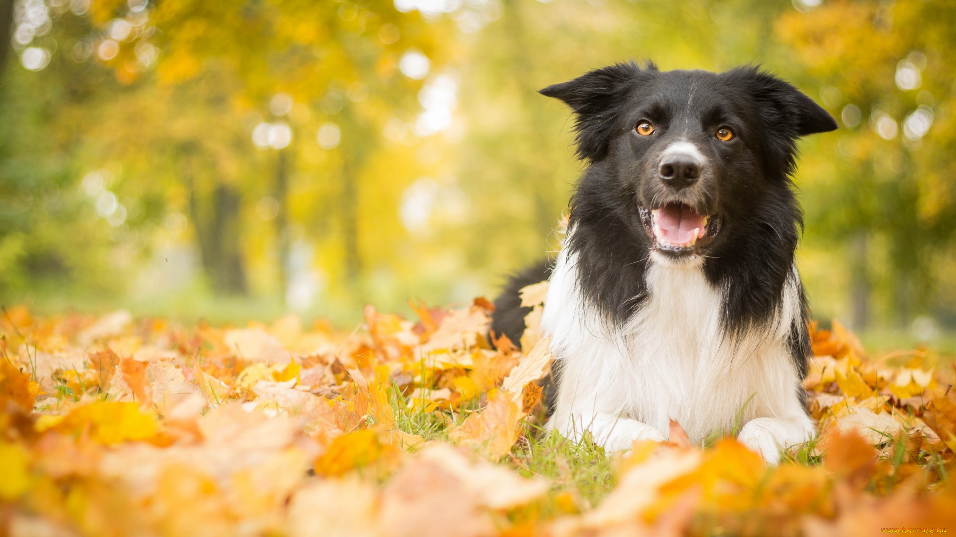 животные, собаки, листья, собака, осень