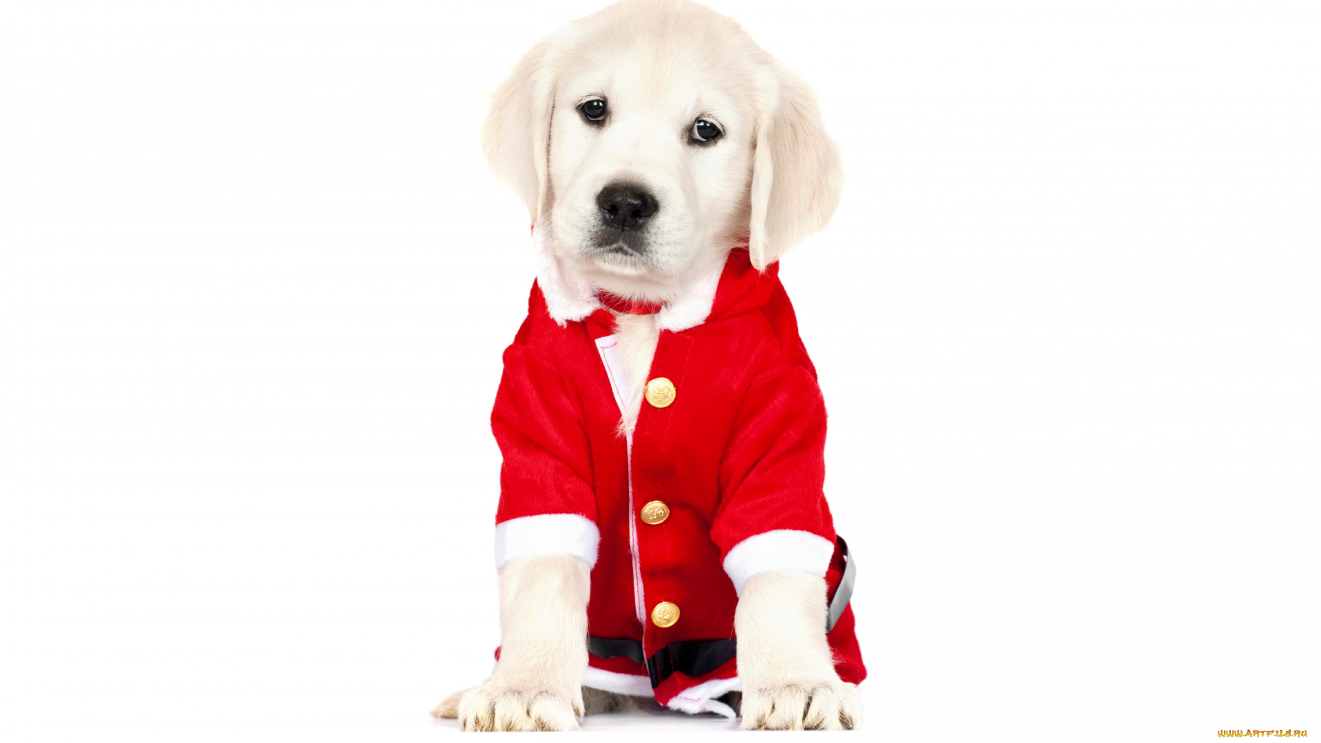 животные, собаки, нарядный, белый, фон, рождество, новый, год, красный, костюм, одежда, ретривер, милый, щенок, собака