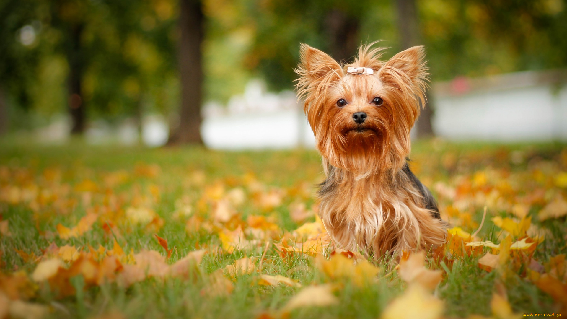 животные, собаки, осень, листья, собака, йорк, йоркширский, терьер