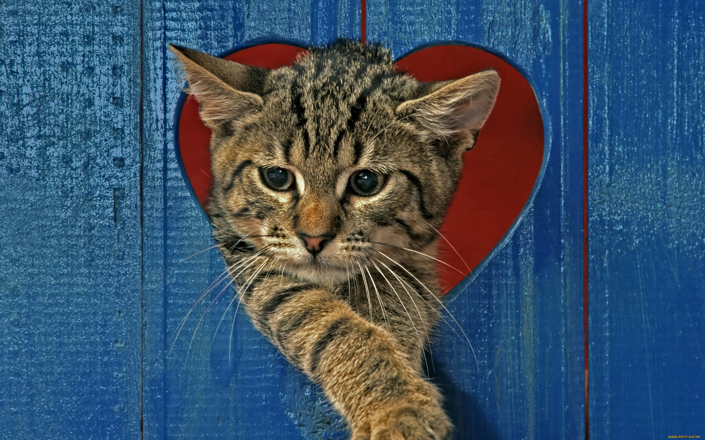 животные, коты, забавно, красный, синий, сердце, забор, полосатый, серый, кот
