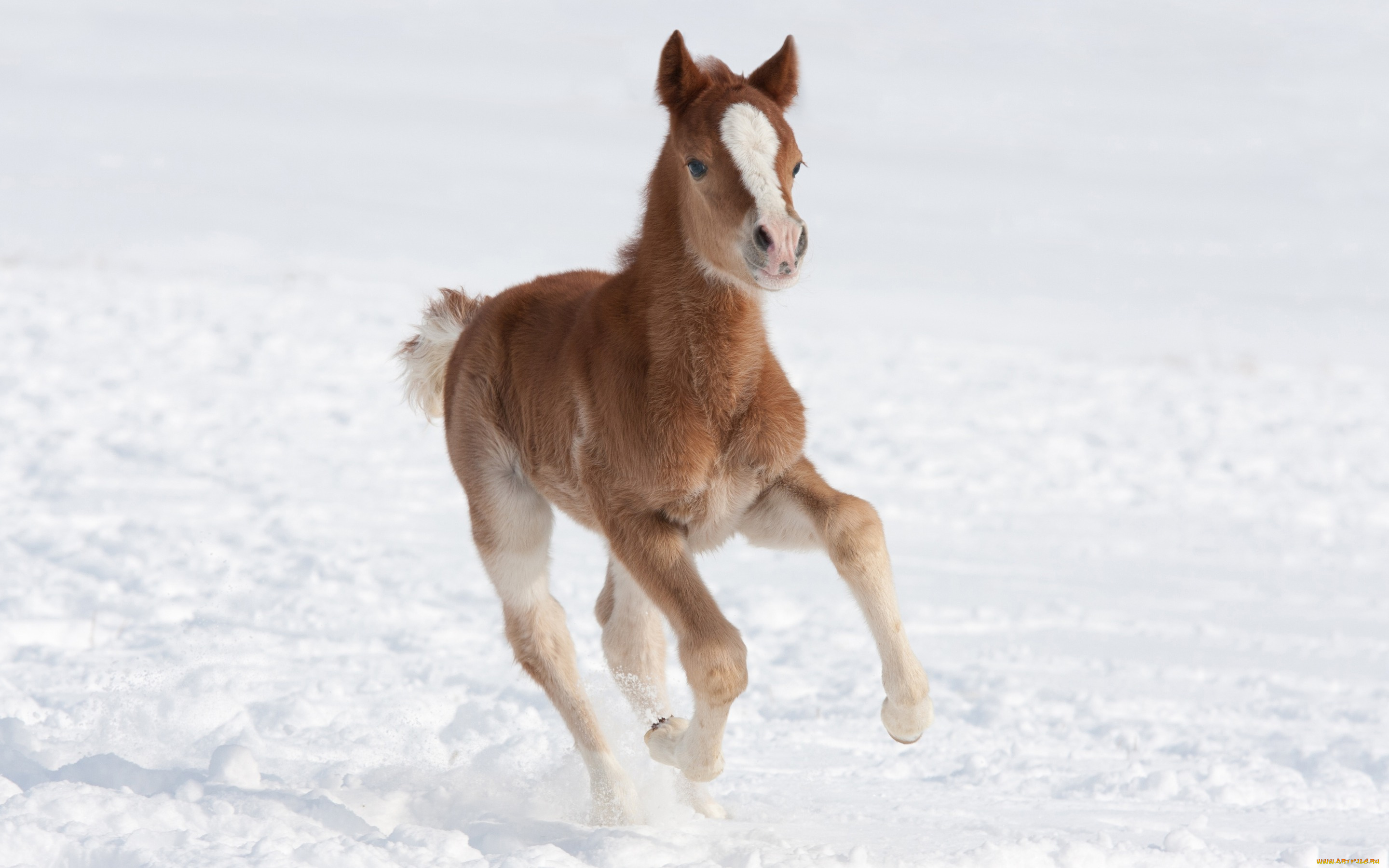 животные, лошади, поле, снег, зима, коричневый, жеребенок, лошадь