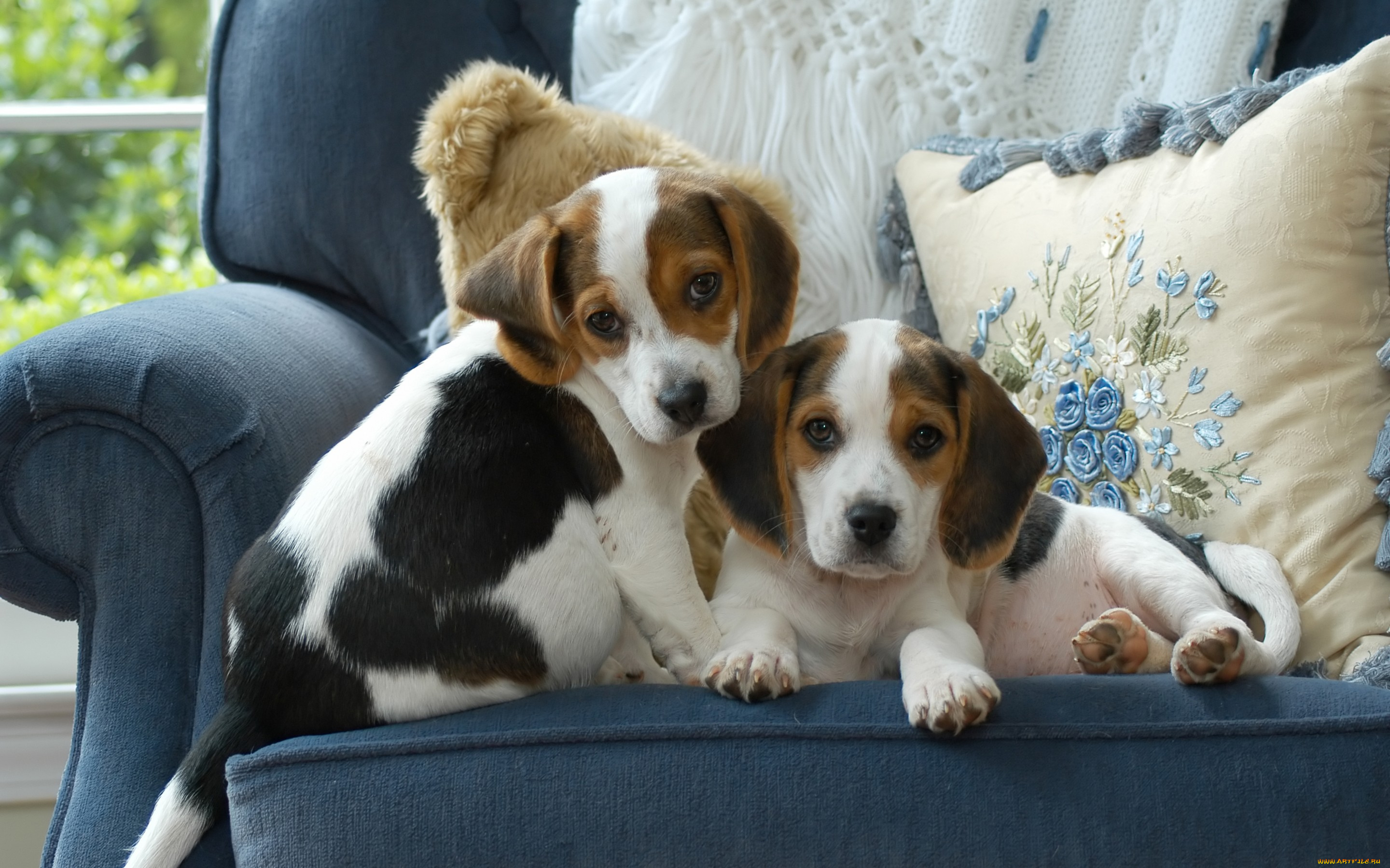 животные, собаки, голубой, подушки, кресло, милые, пара, двое, щенки, два