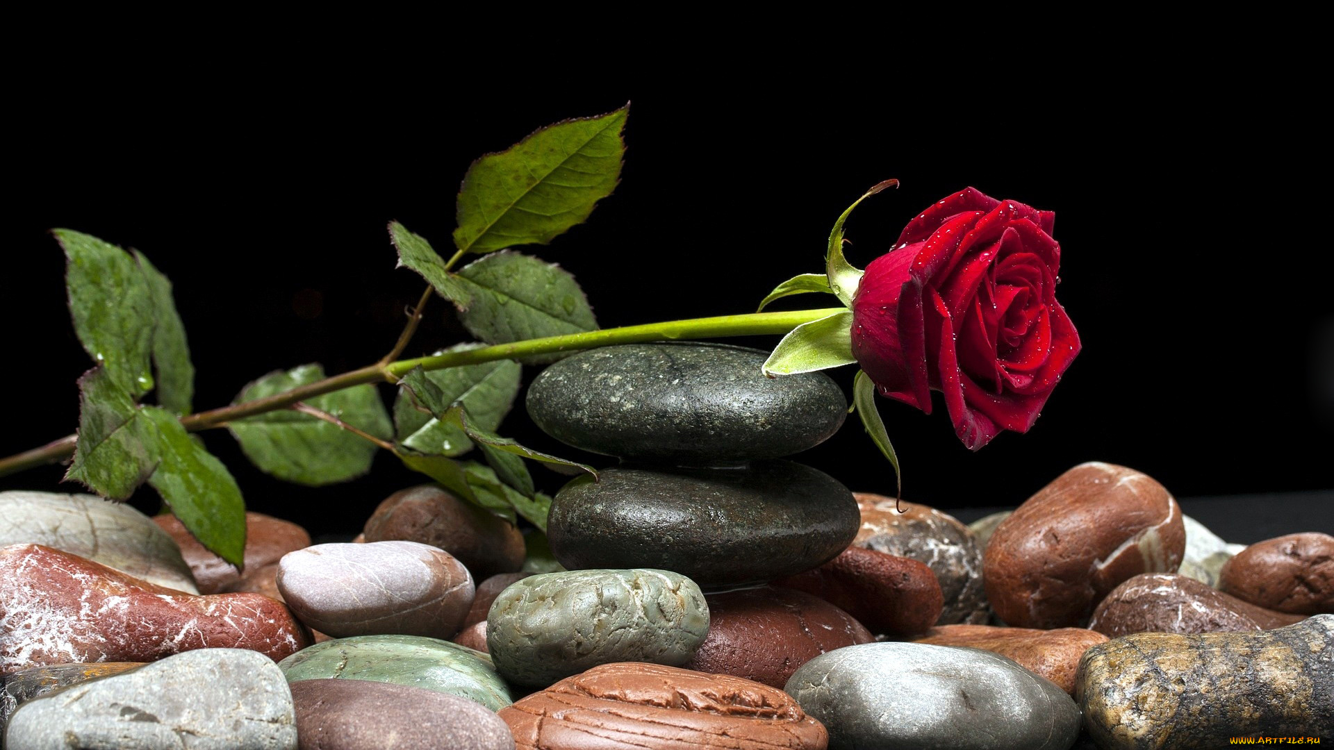 цветы, розы, камни, бутон, капли, композиция