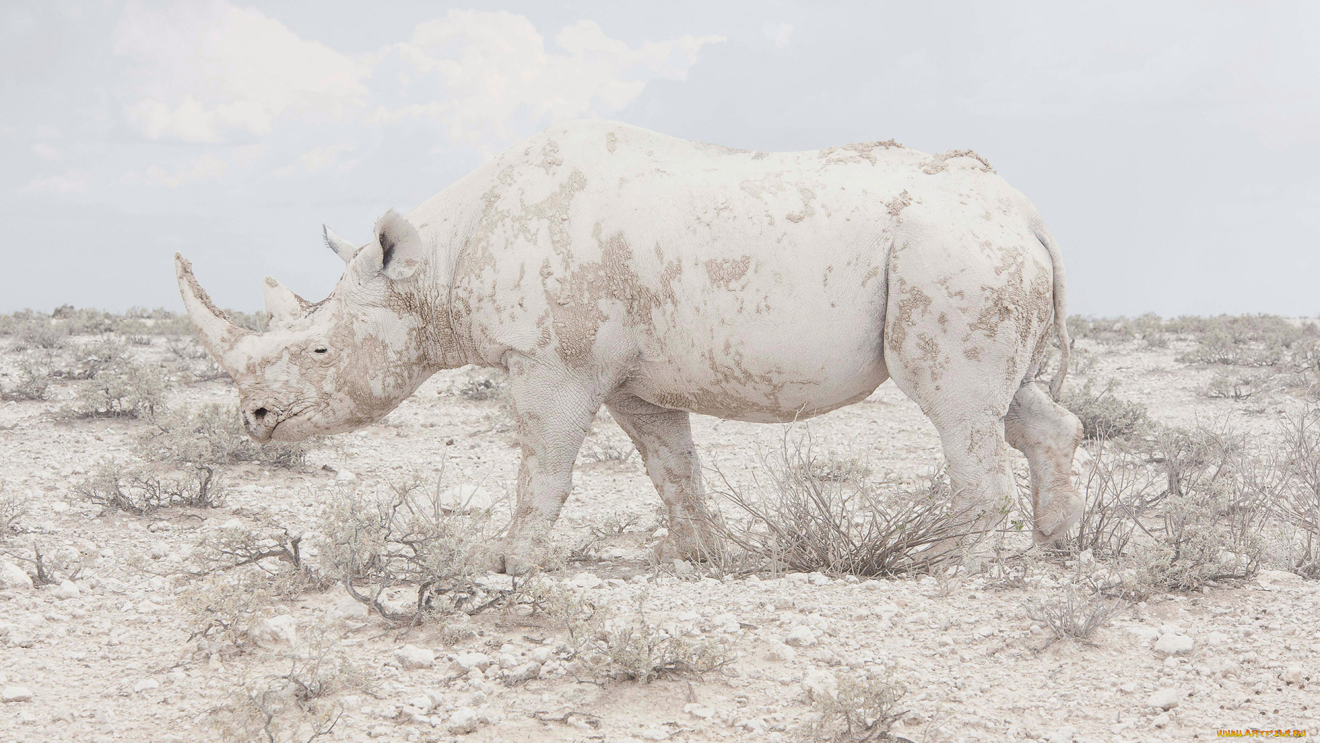 носорог, альбинос, животные, носороги, носорог, альбинос, аномалия, белый, млекопитающие, непарнокопытные, носороговые