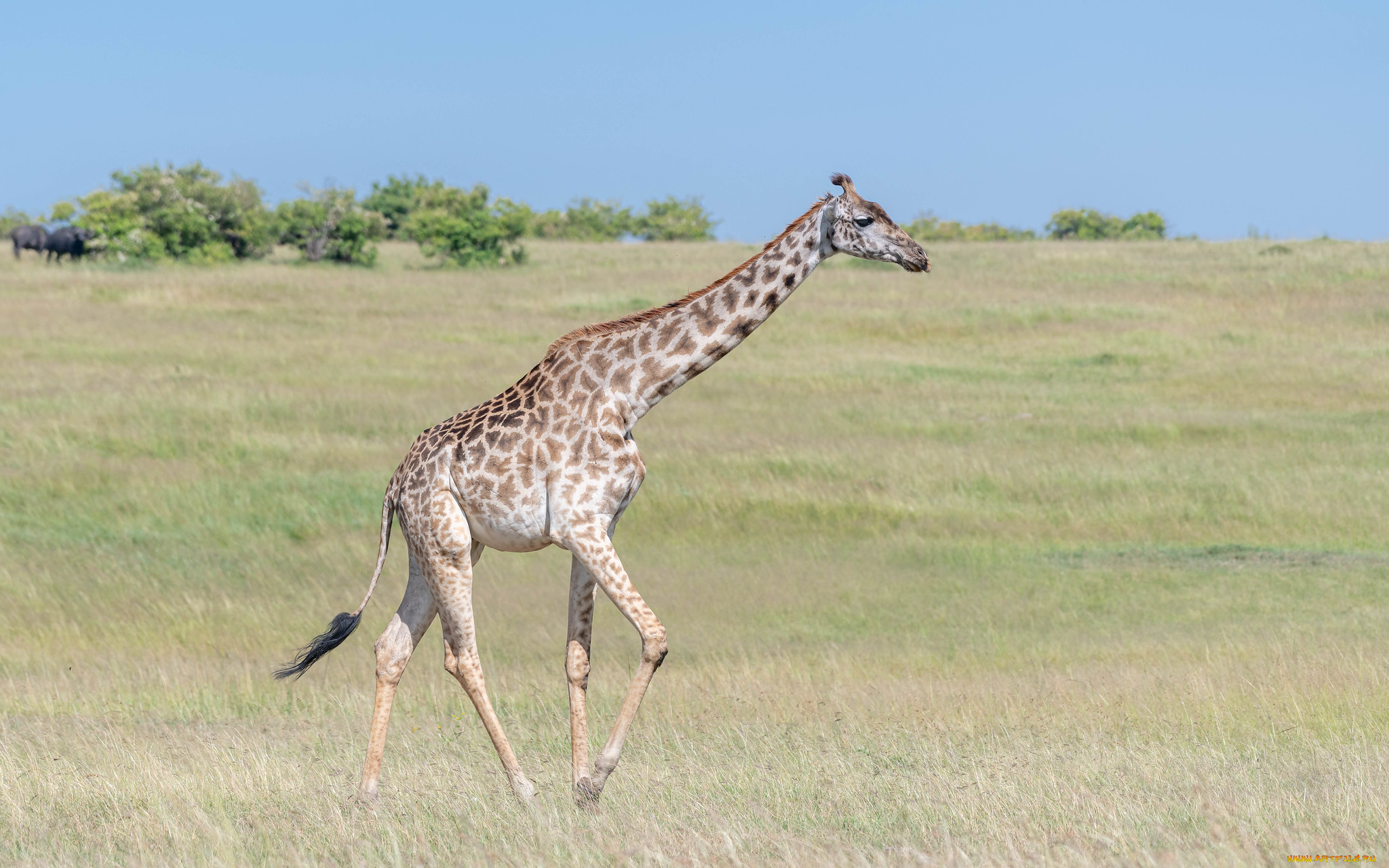 животные, жирафы, жираф, савана, млекопитающие, парнокопытные, жирафовые, шея, африка