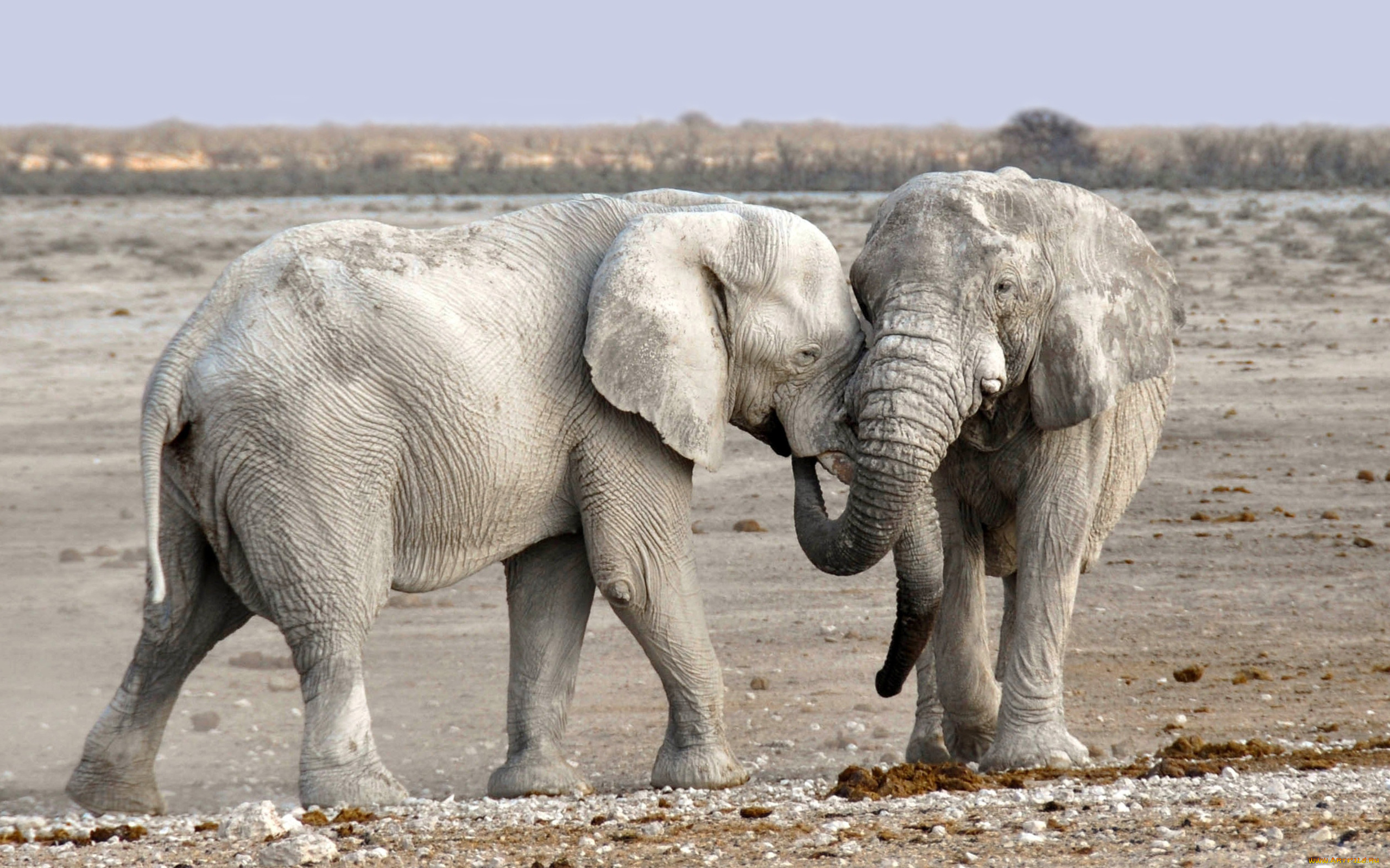 слоны, альбиносы, животные, слоны, слон, альбинос, слоновые, хоботные, млекопитающие
