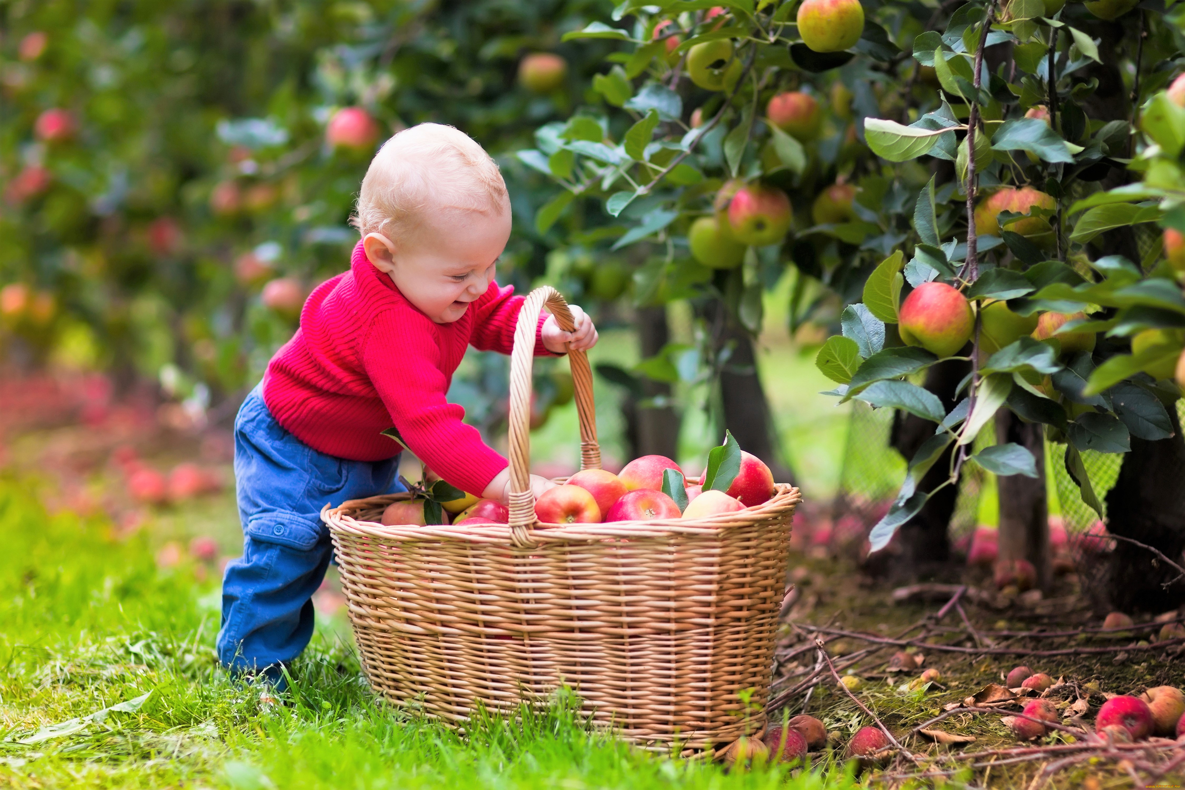 Кидать фрукты. Яблоки в саду. Сбор яблок в саду. Дети с корзинкой. Корзинка с яблоками в саду.