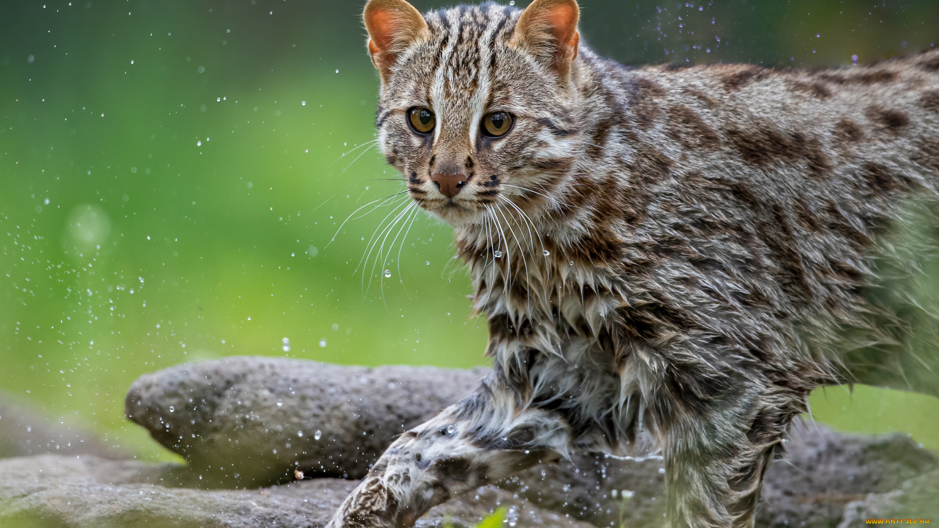 животные, дикие, кошки, кот, кошка