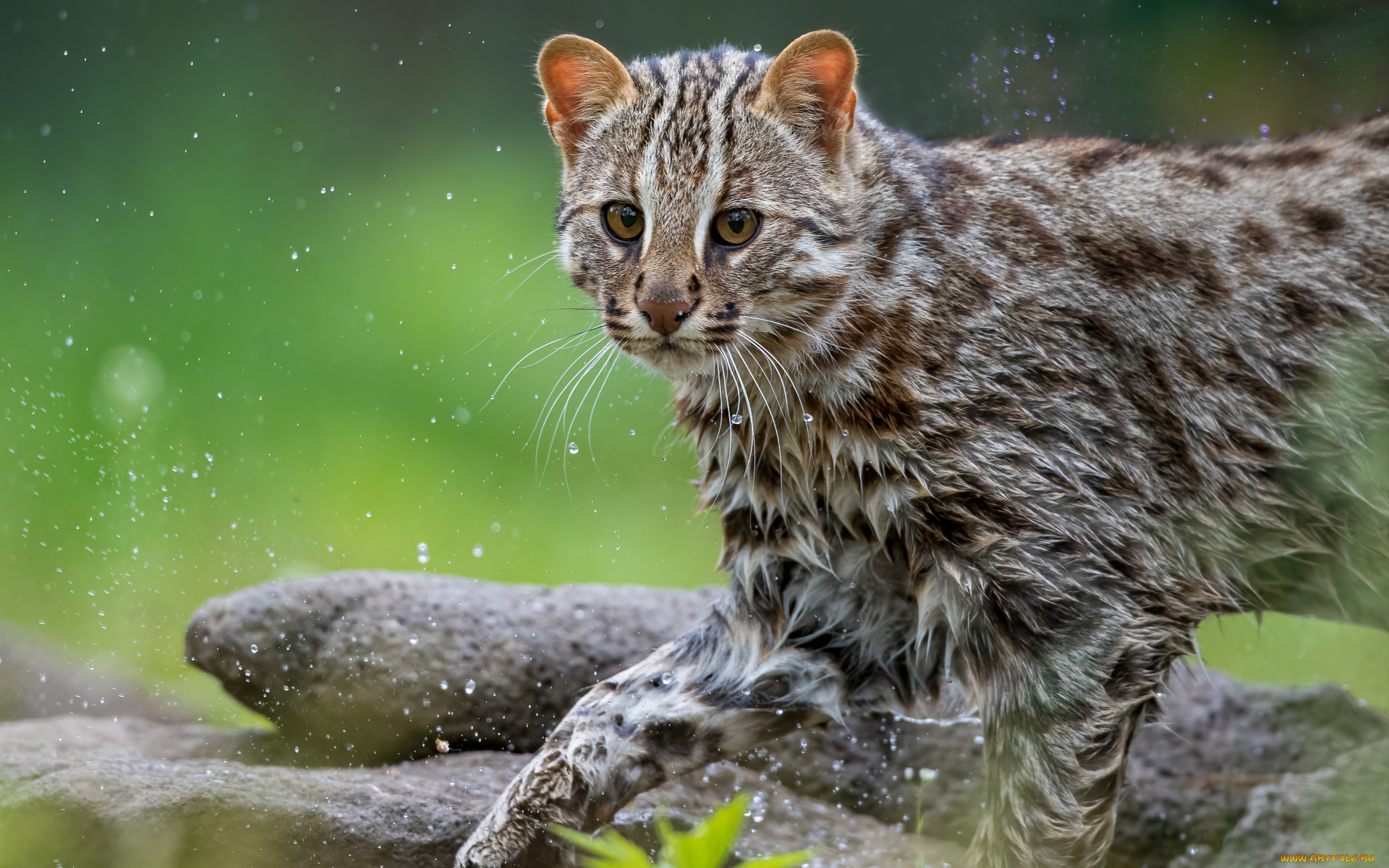 животные, дикие, кошки, кот, кошка