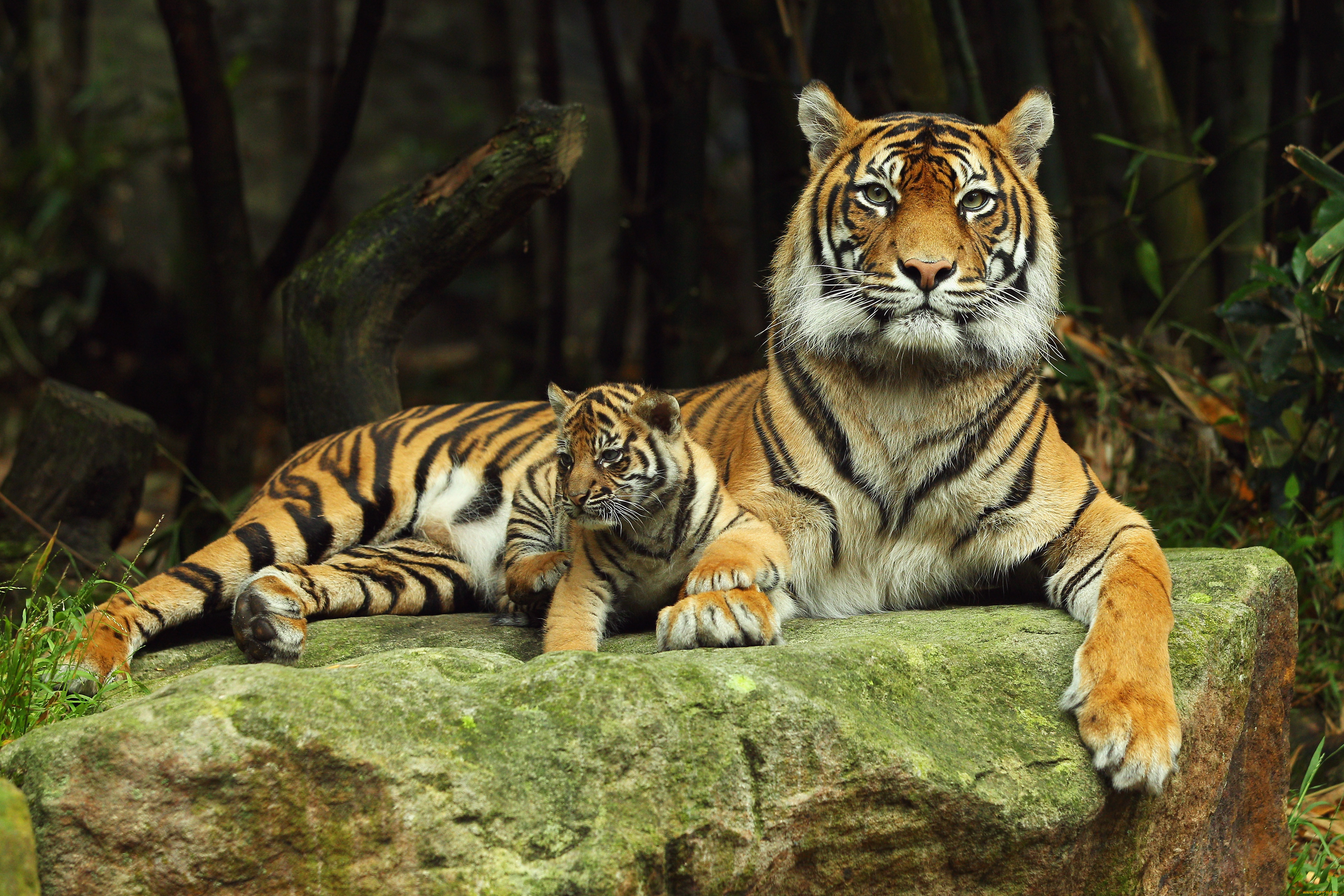 животные, тигры, камень, тигрёнок