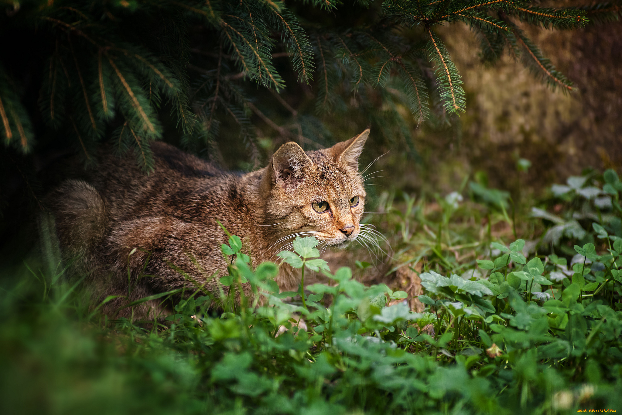 животные, дикие, кошки, кот