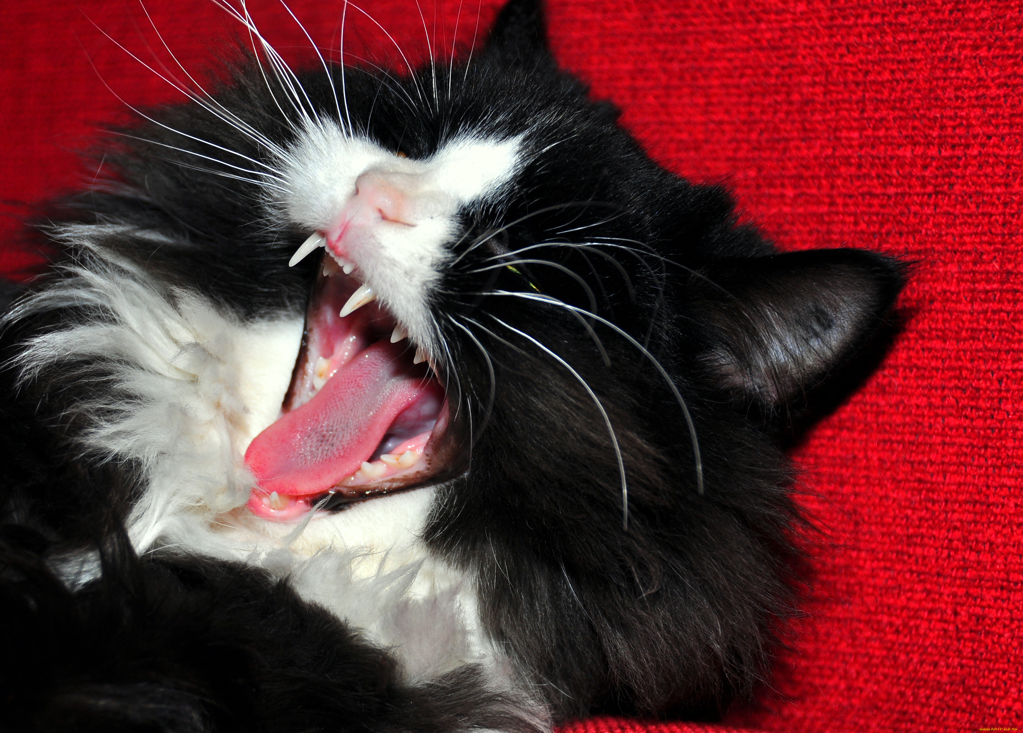 Черно белый кот зевает