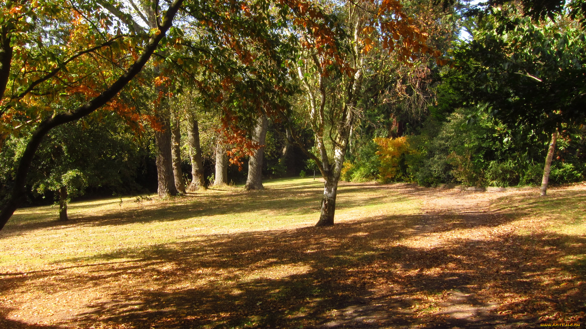 beale, arboretum, , , , england, природа, парк, англия, деревья, сад, ботанический