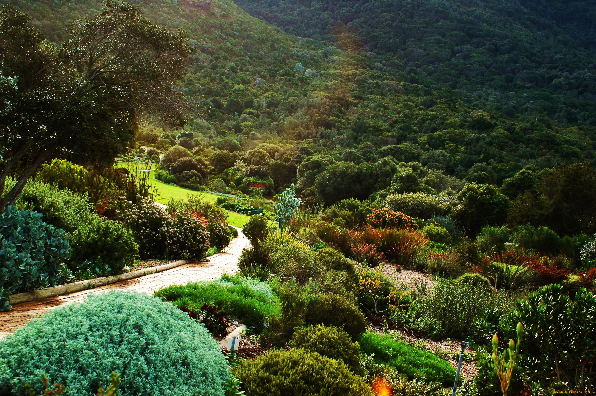 Ботанический сад сад Кейптаун