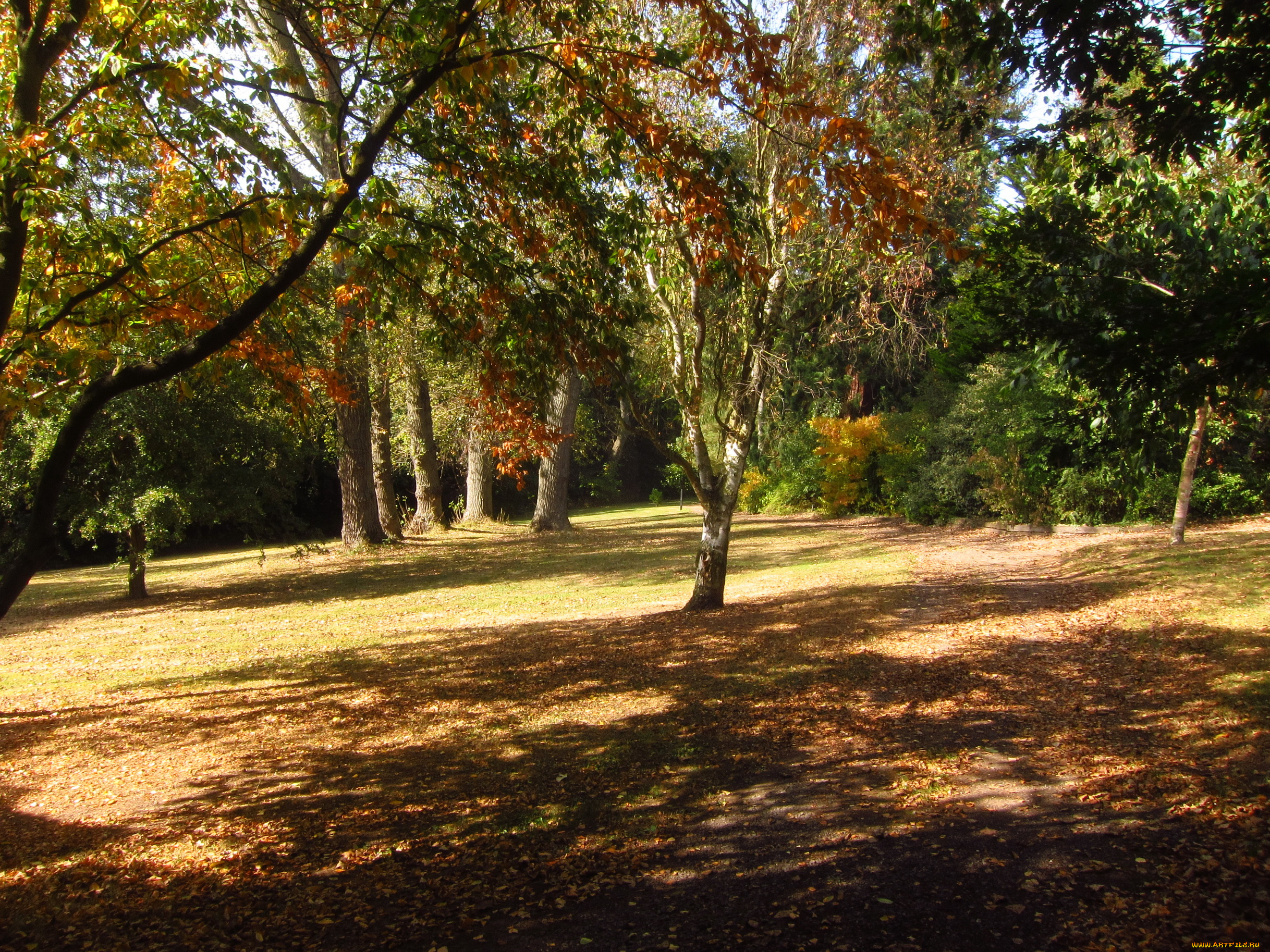 beale, arboretum, , , , england, природа, парк, англия, деревья, сад, ботанический