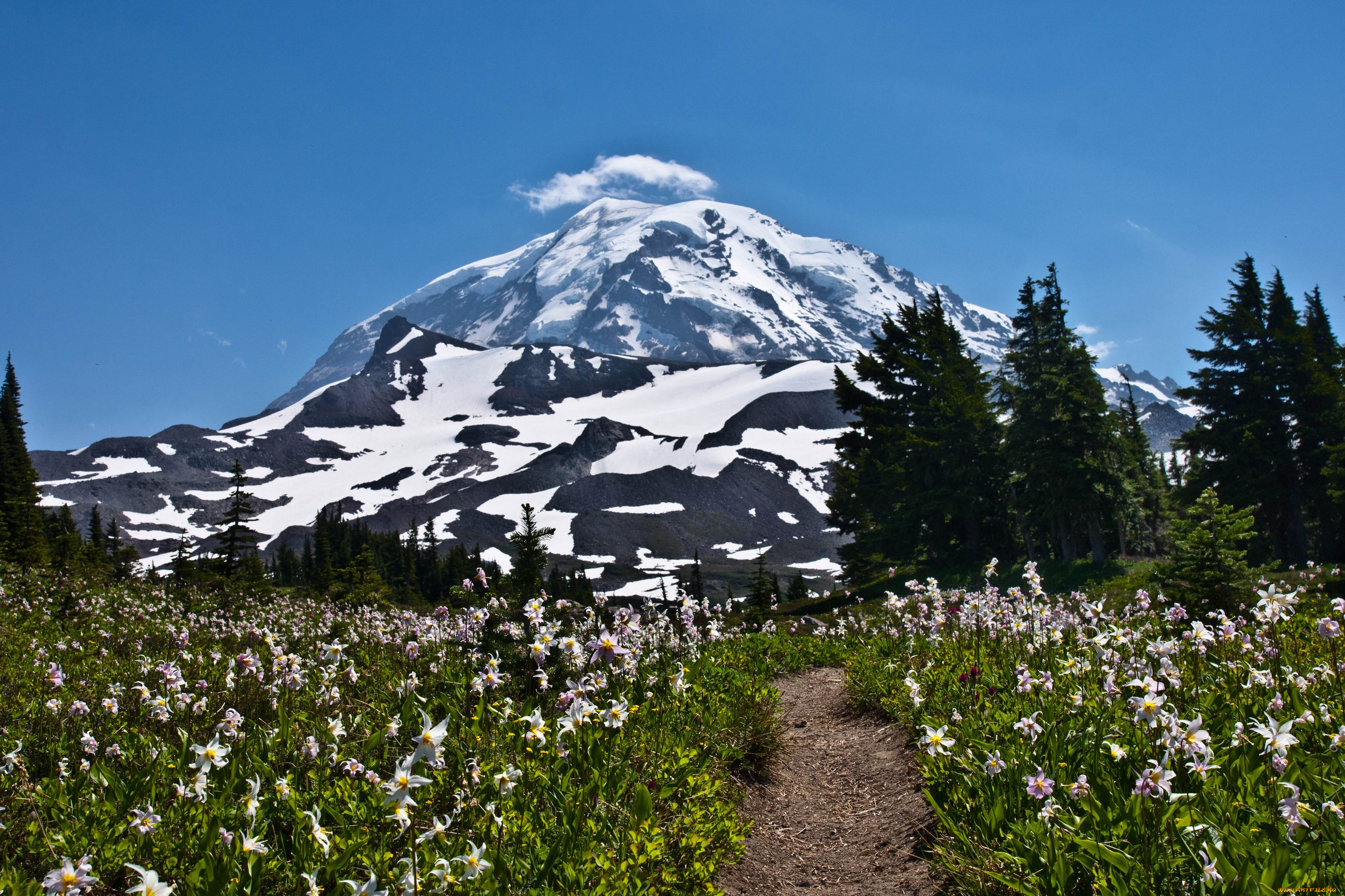 Mountain flora. Сиэтл гора Рейнир. Национальный парк Парнис. Цветы в горах. Гора Белуха цветы горный Алтай.