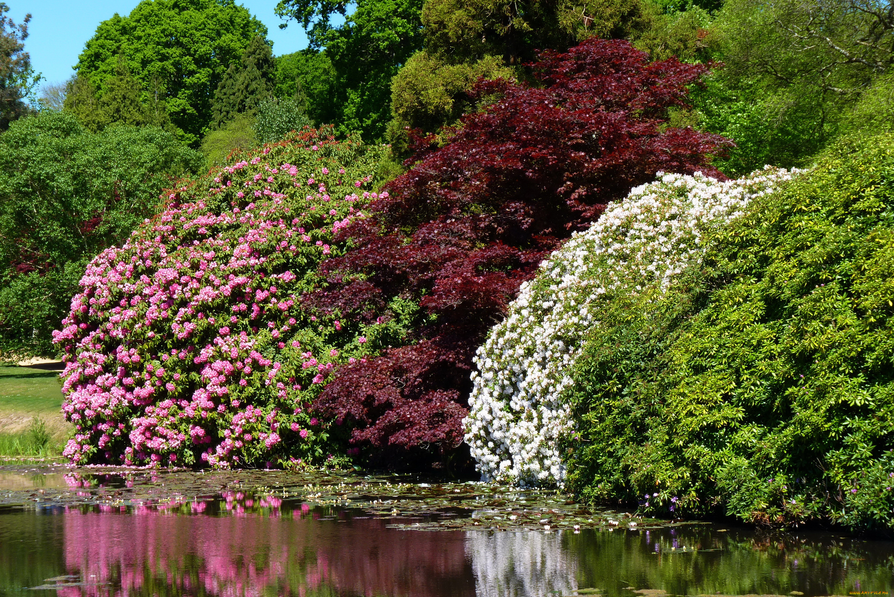 sheffield, park-, garden, англия, природа, парк, водоем, кусты